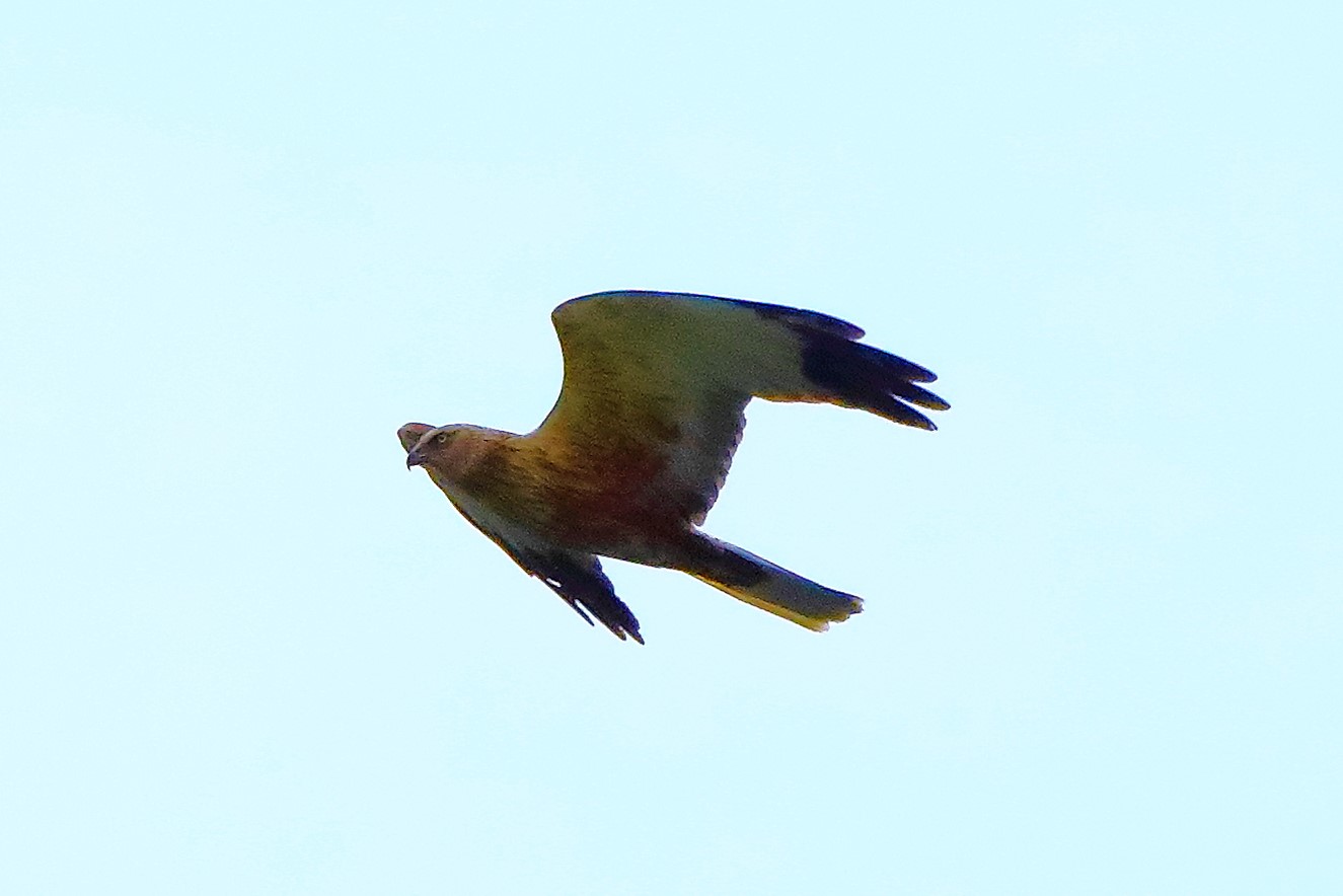 falco di palude 30-04-2022