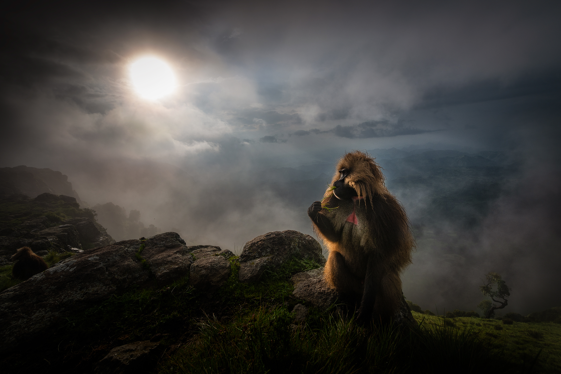Gelada Baboon
