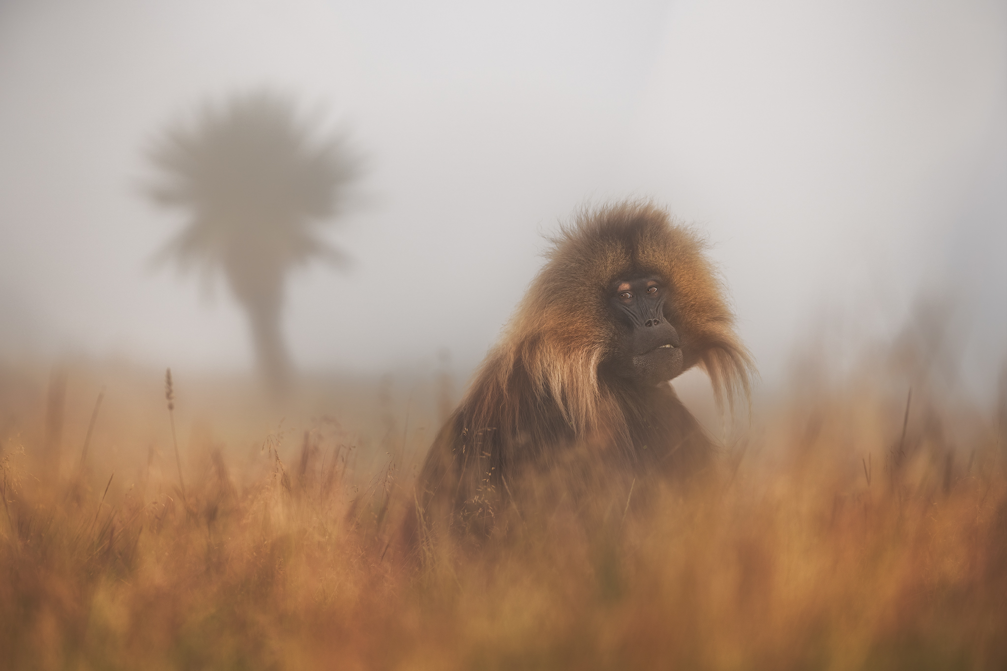 Gelada Baboon