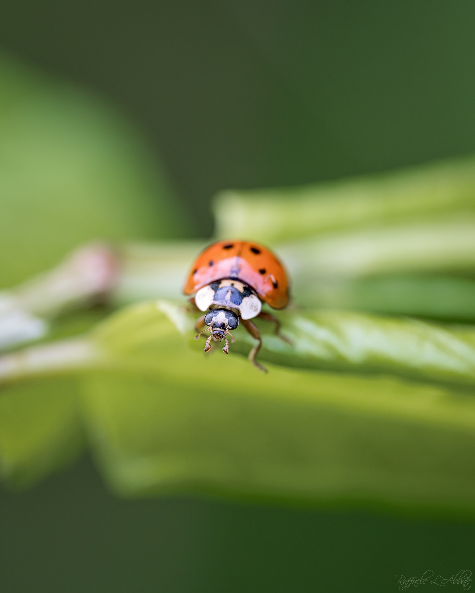Coccinella