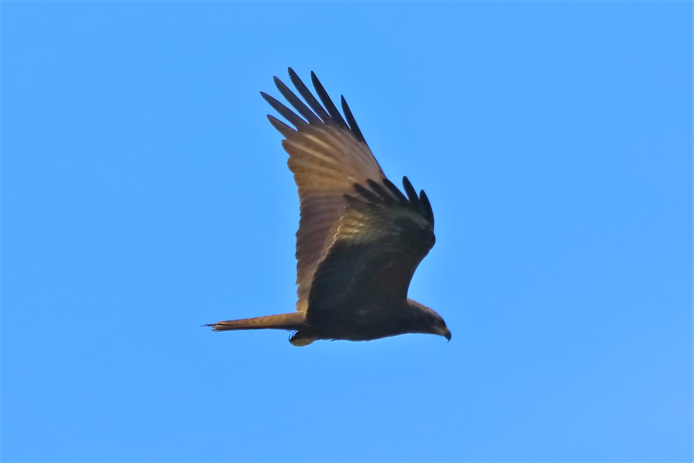 Nibbio bruno 10-05-2022