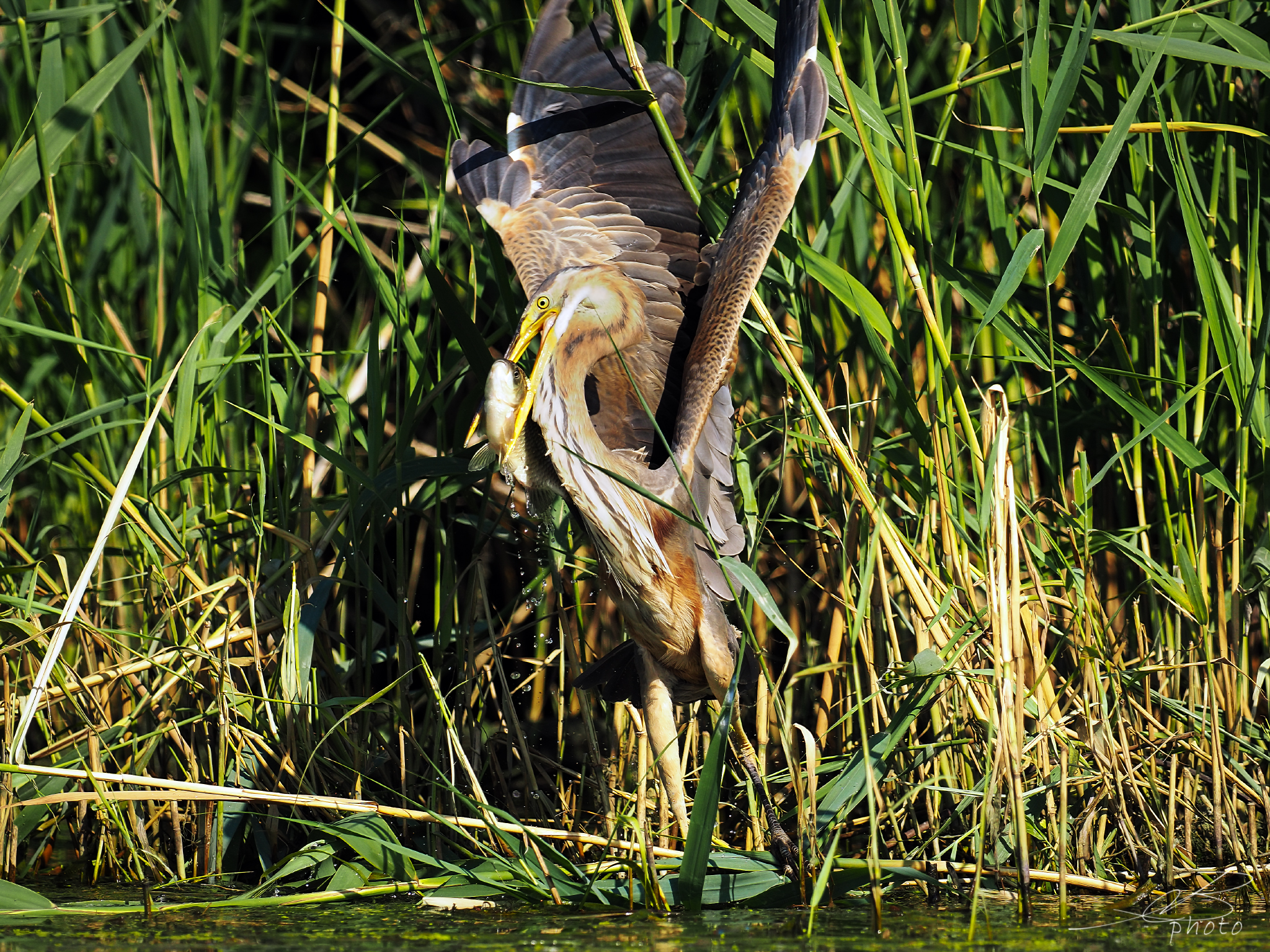 Grande cattura per l'airone rosso