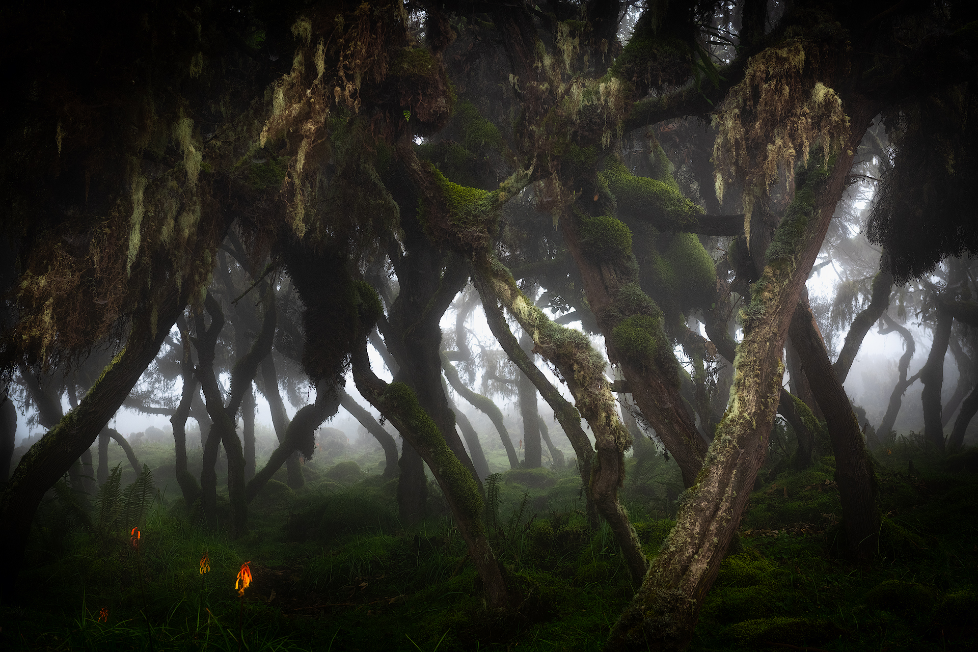 Harenna Forest