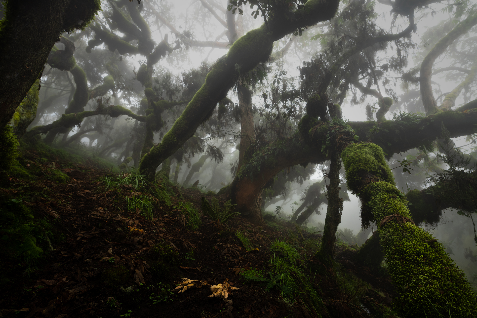 Harenna Forest