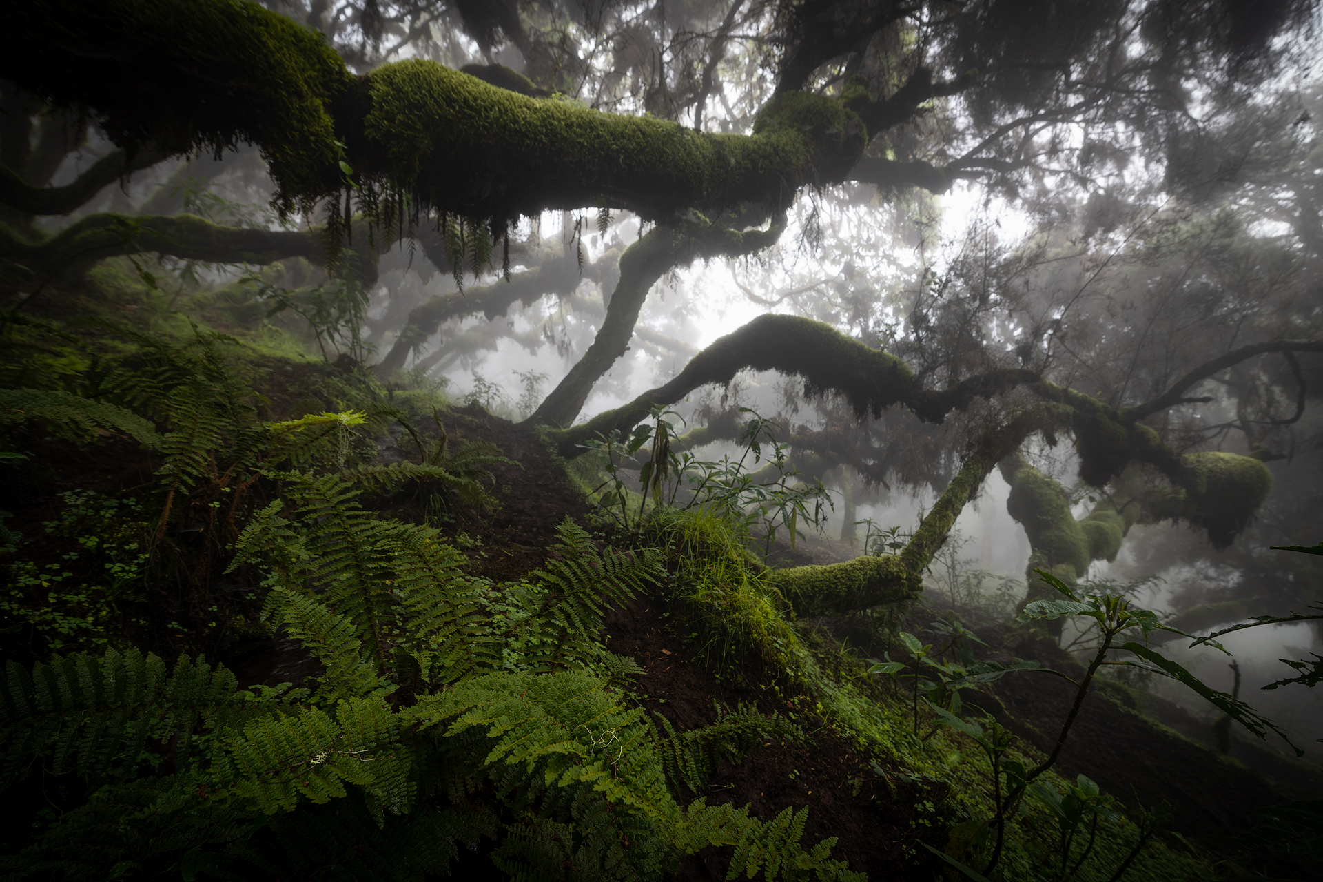 Harenna Forest