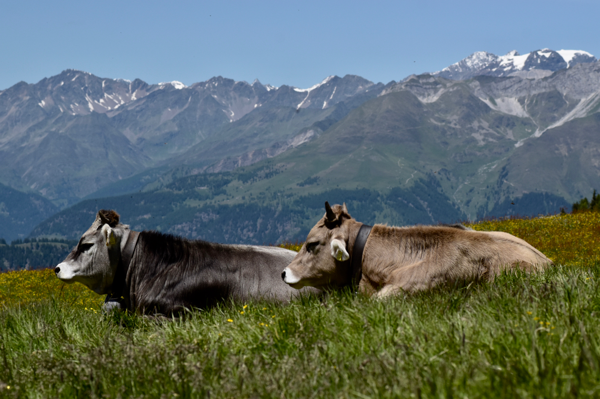 Cow life