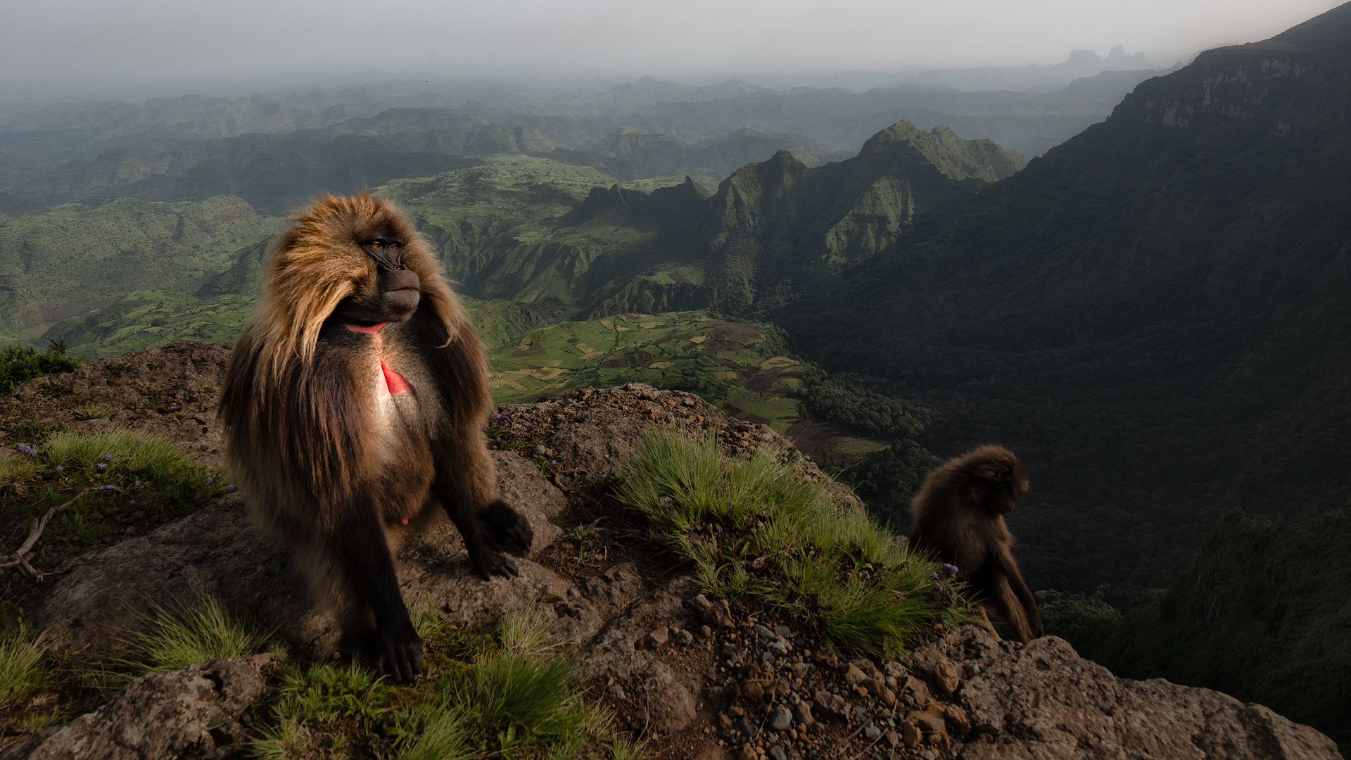 Gelada Baboon