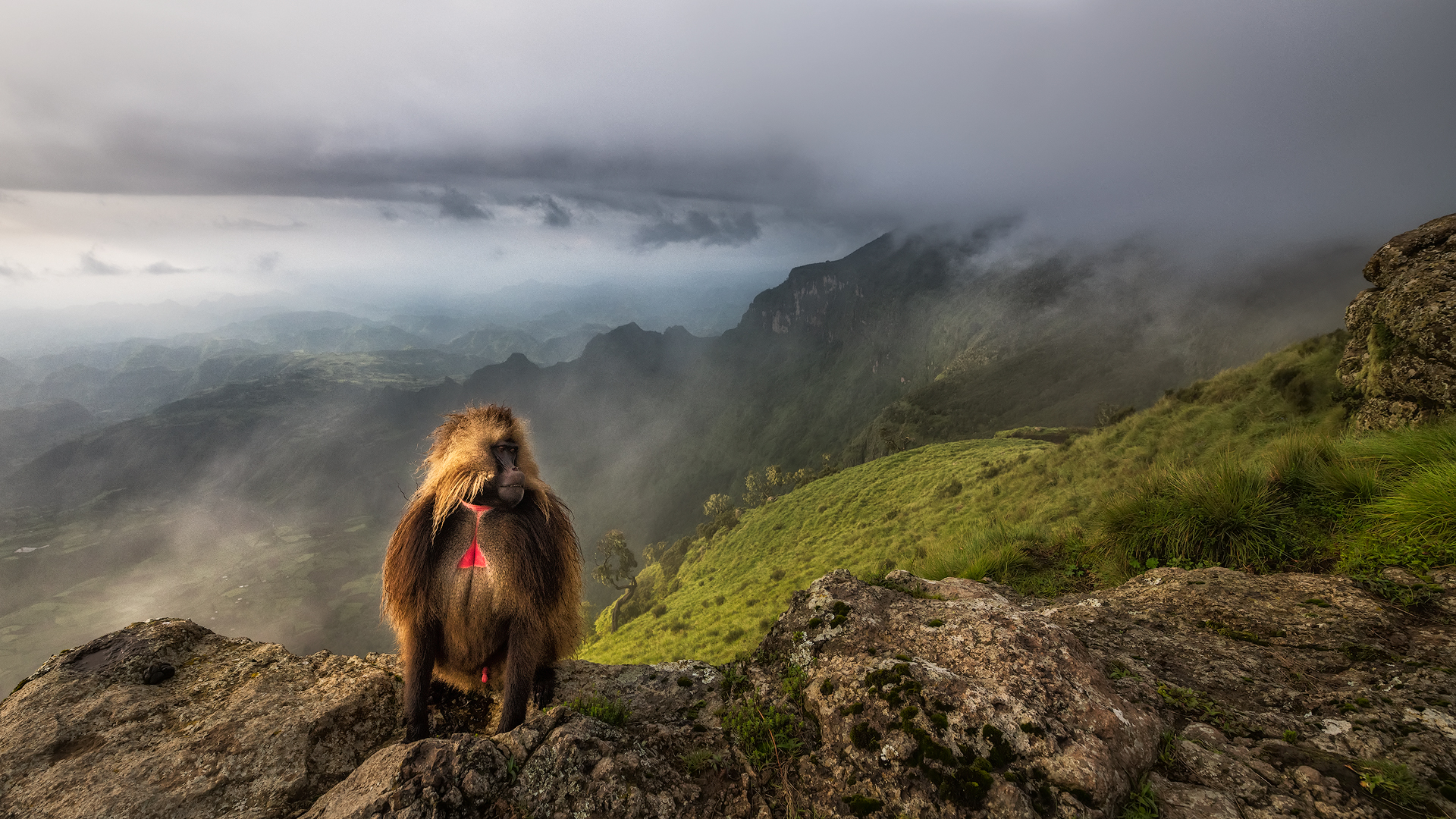 Gelada Baboon