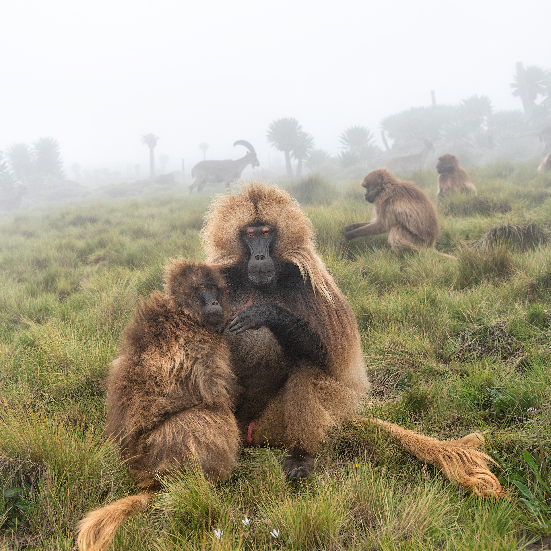 Gelada Baboon