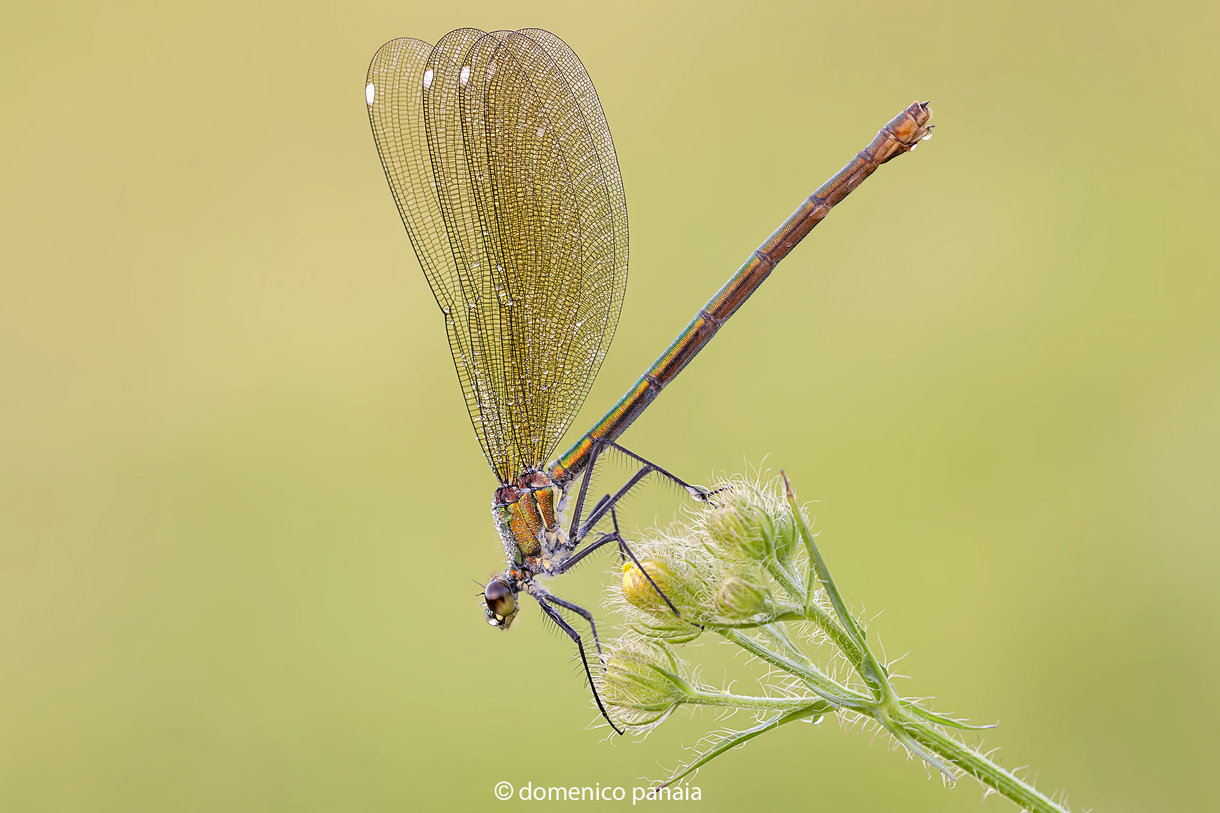 calopteryx splendens