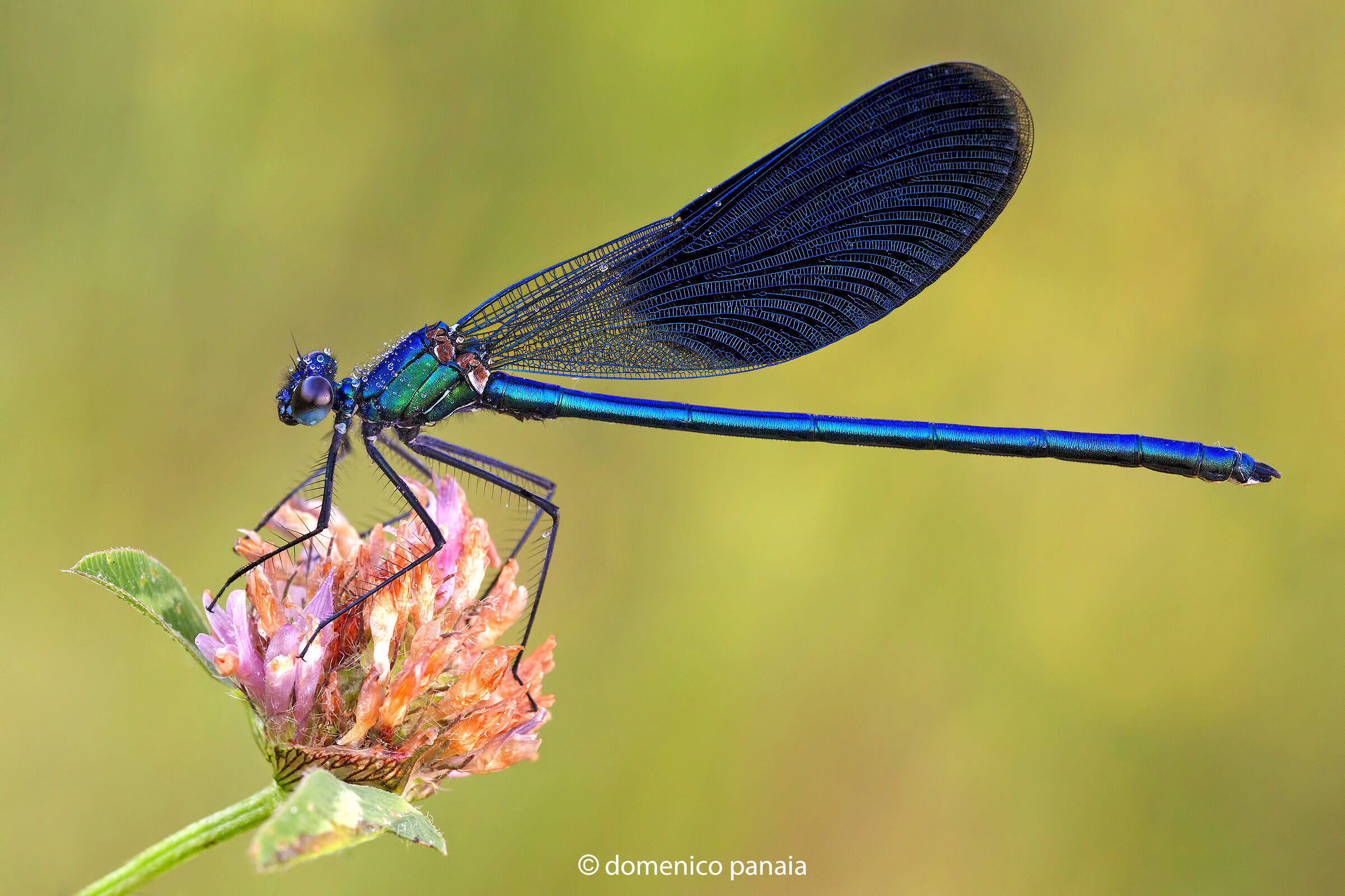 calopteryx splendens