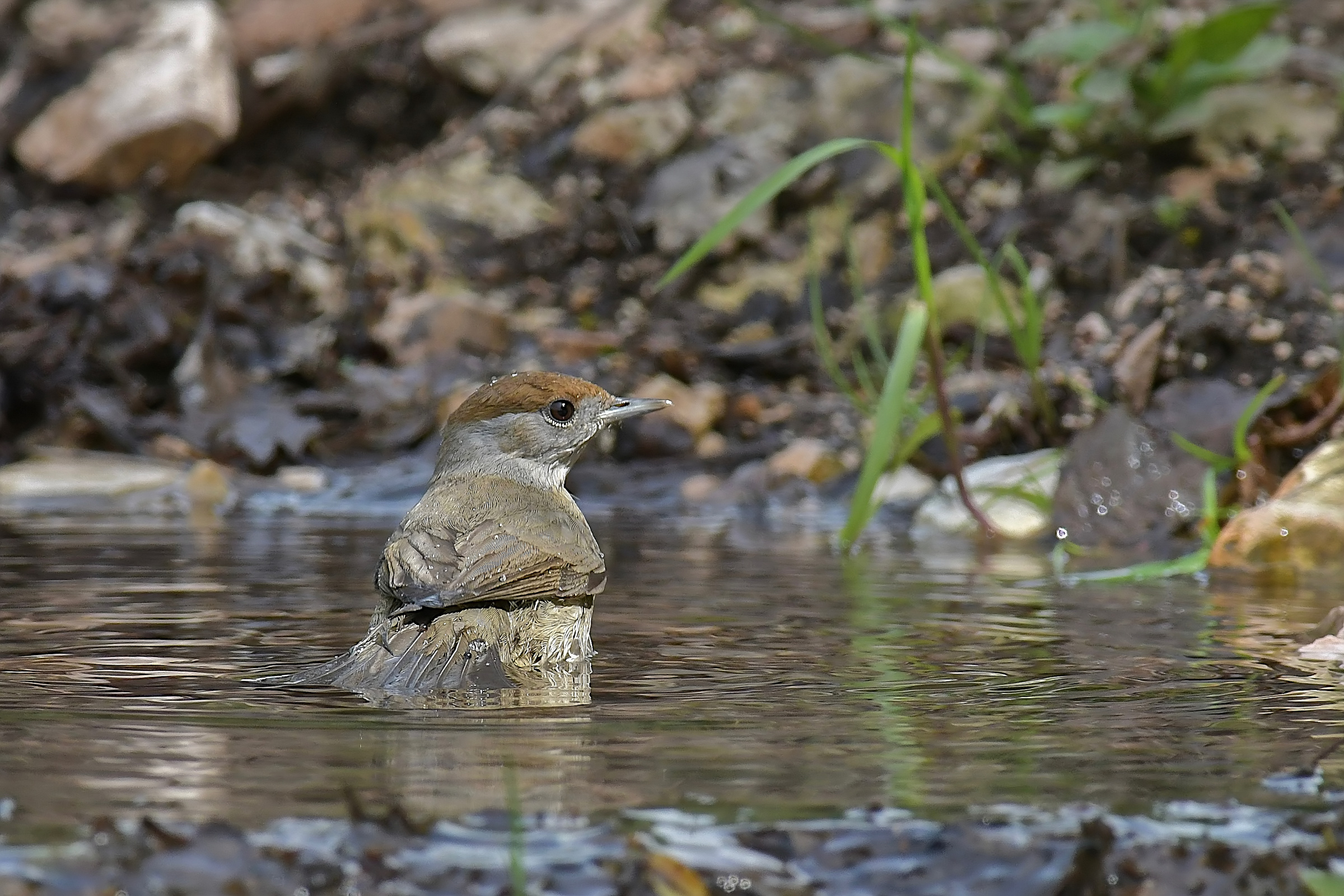 Female blackcap at the bathroom