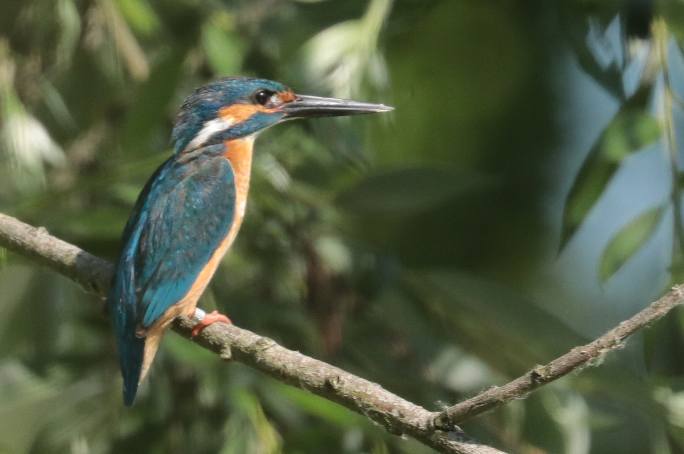 Kingfisher