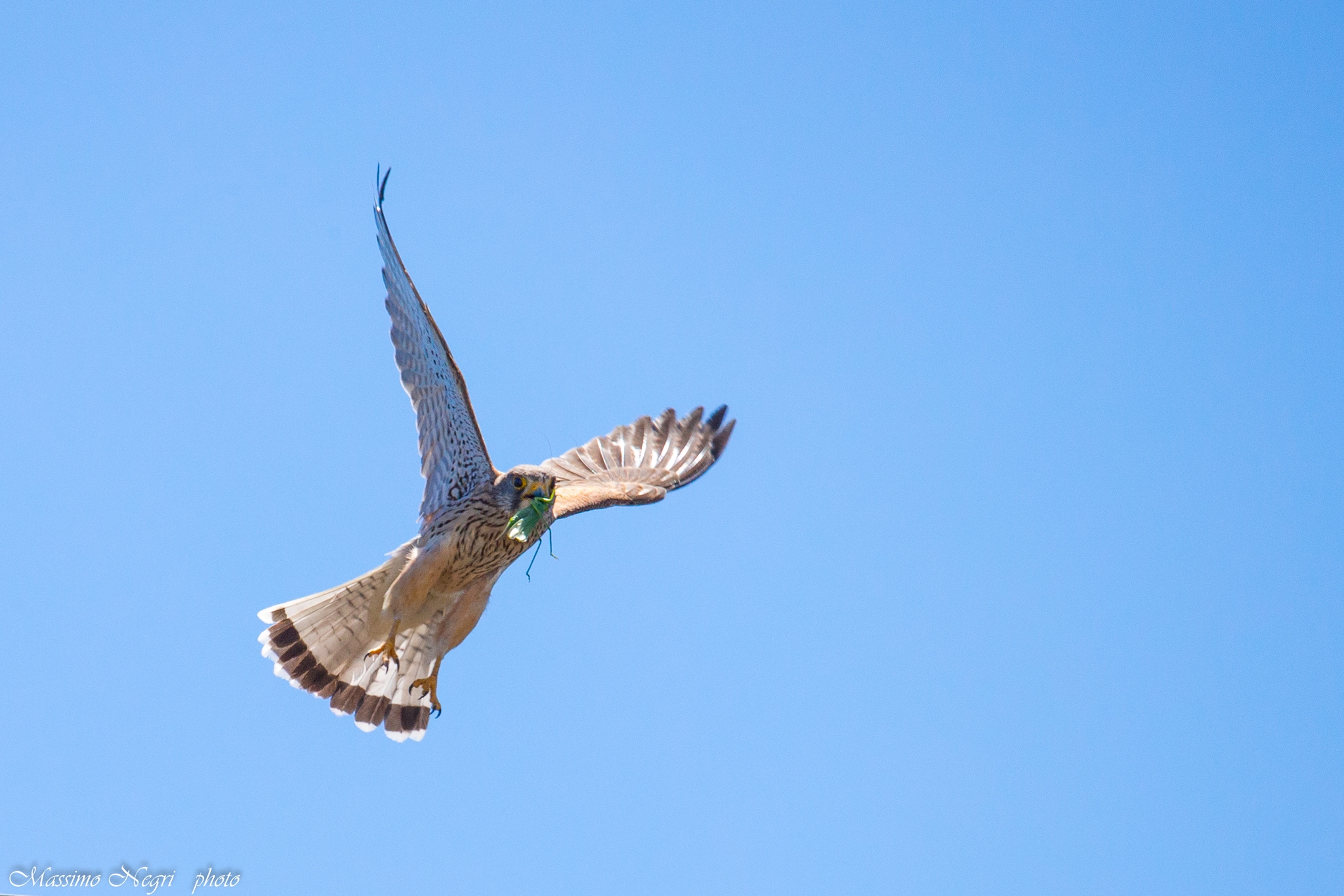 gheppio con preda