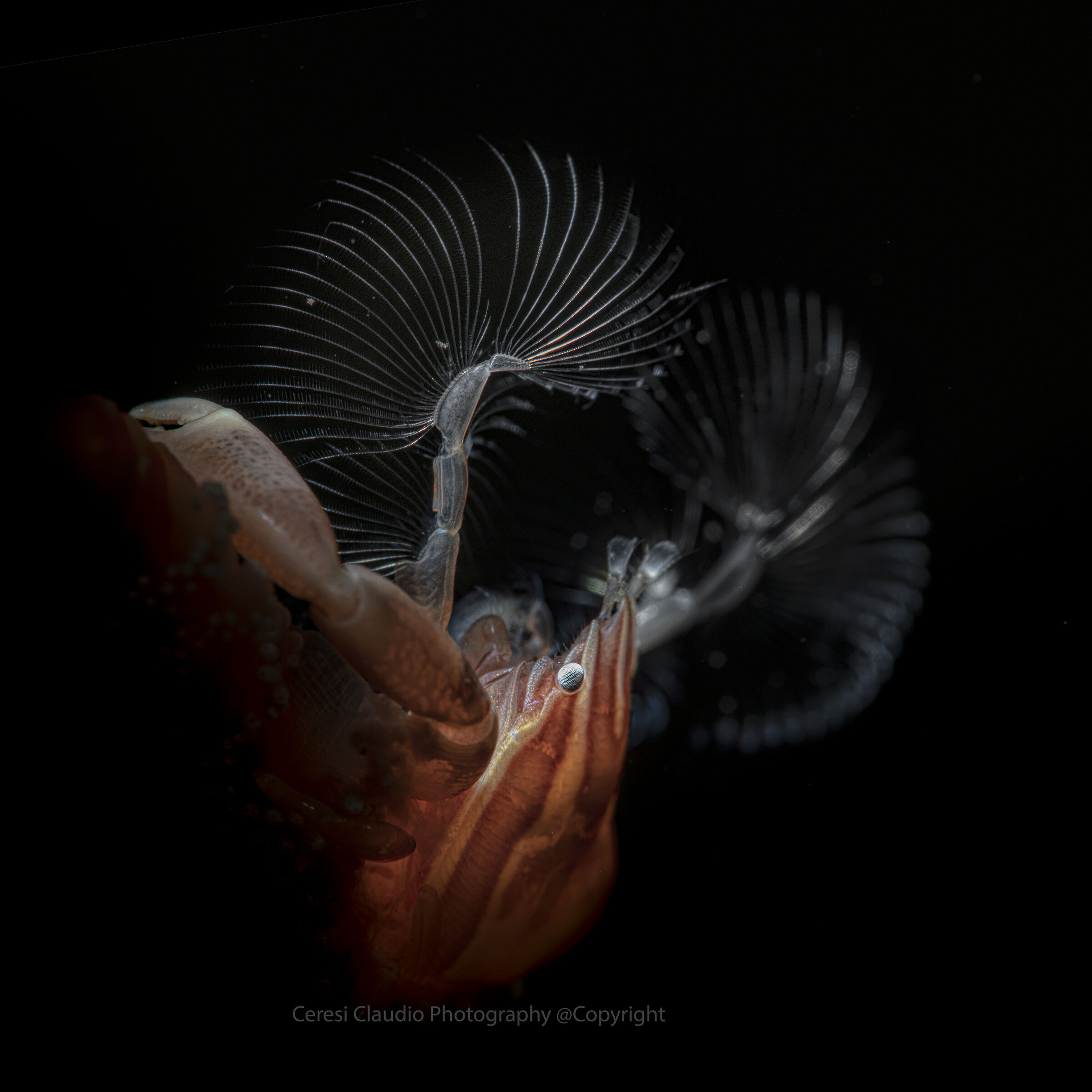 porcellanella tribola soprattutto auna pennatula