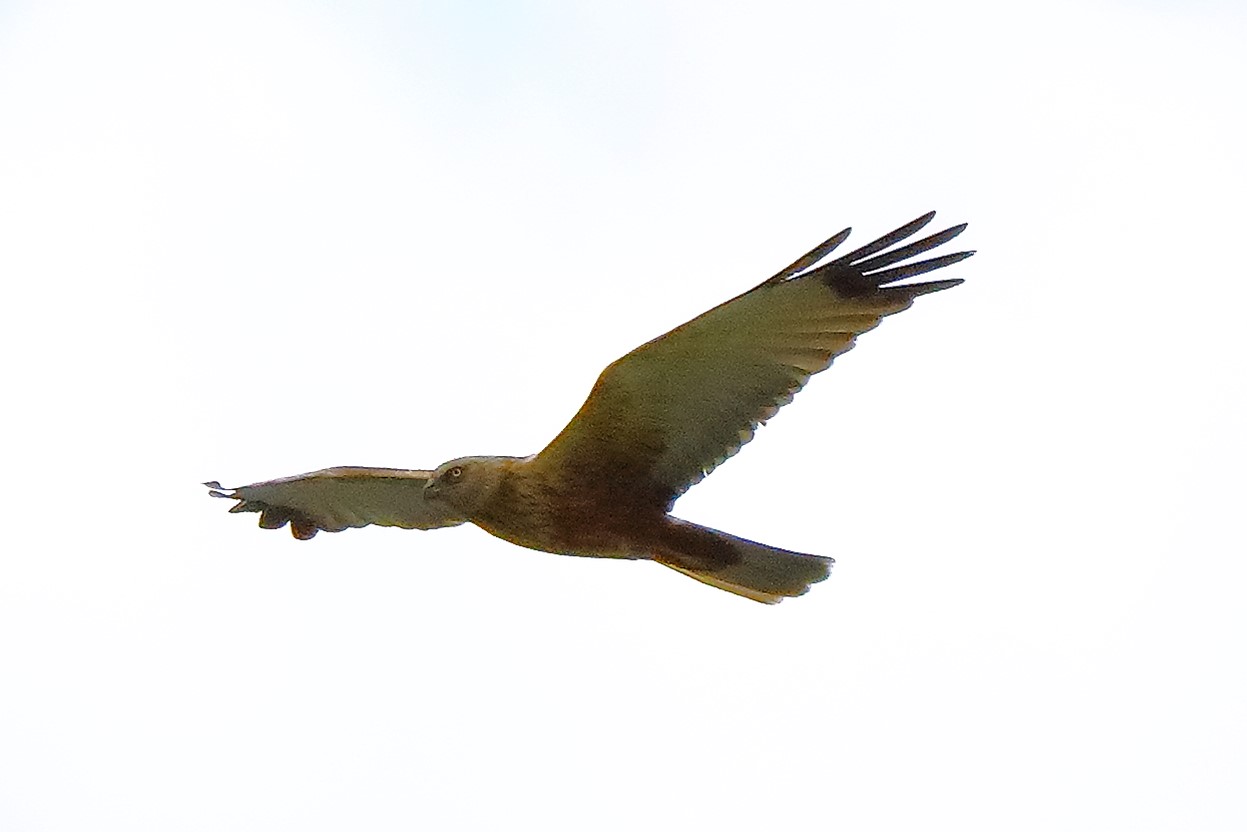 falco di palude 30-04-2022