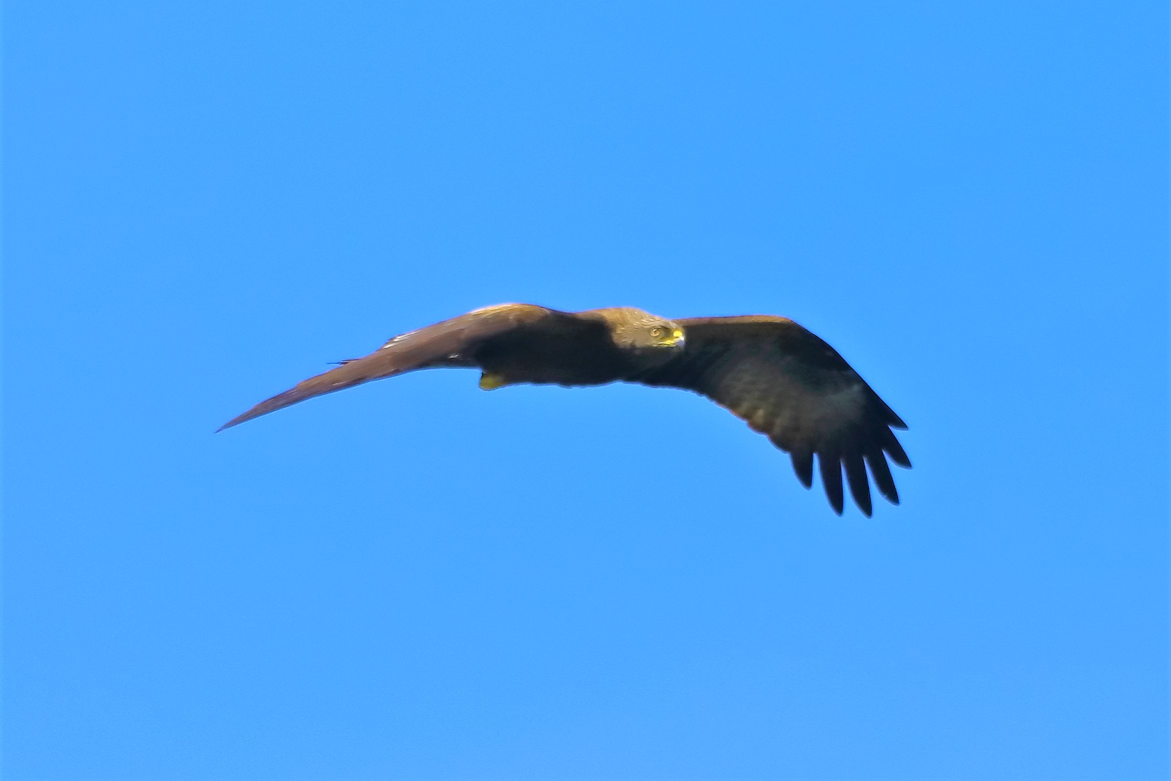 Nibbio bruno 10-05-2022