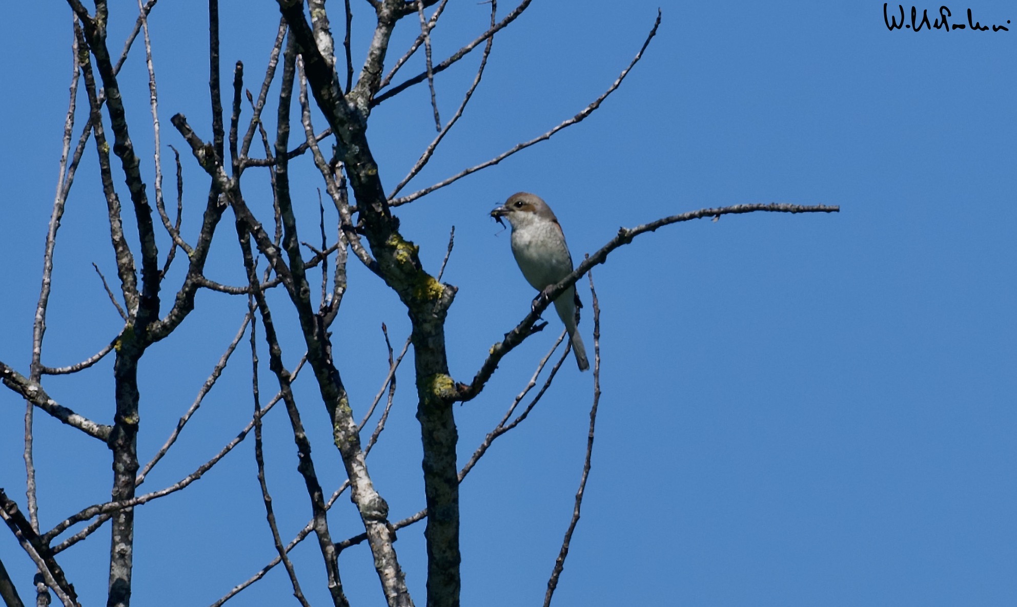 Averla Little Female