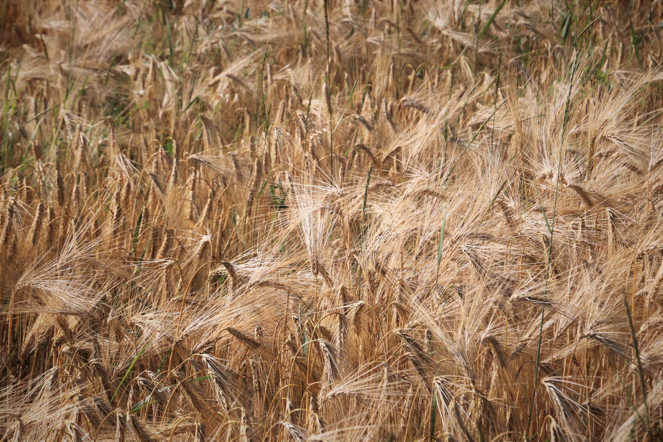 Campo di grano