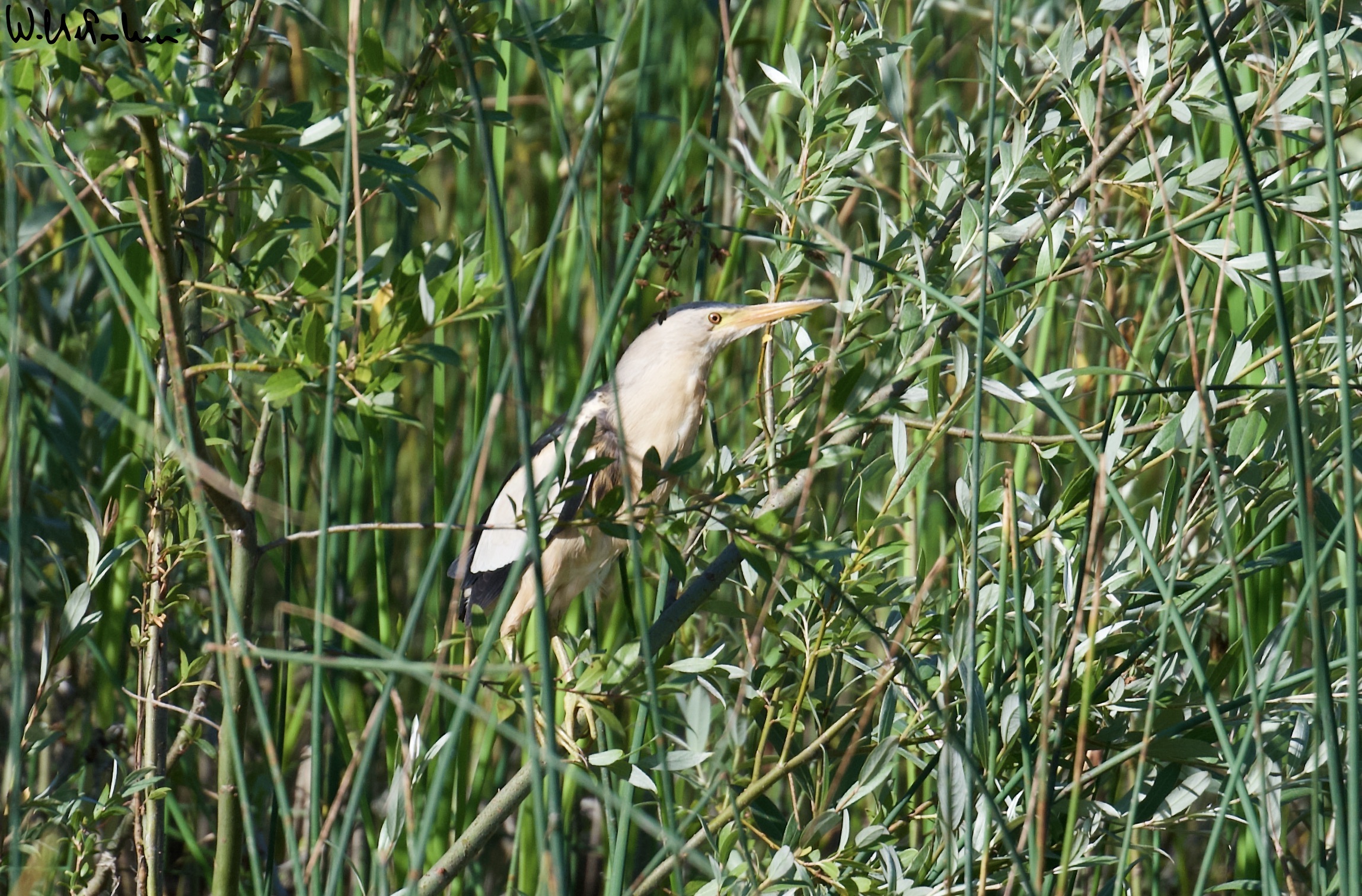 Male bittern 1