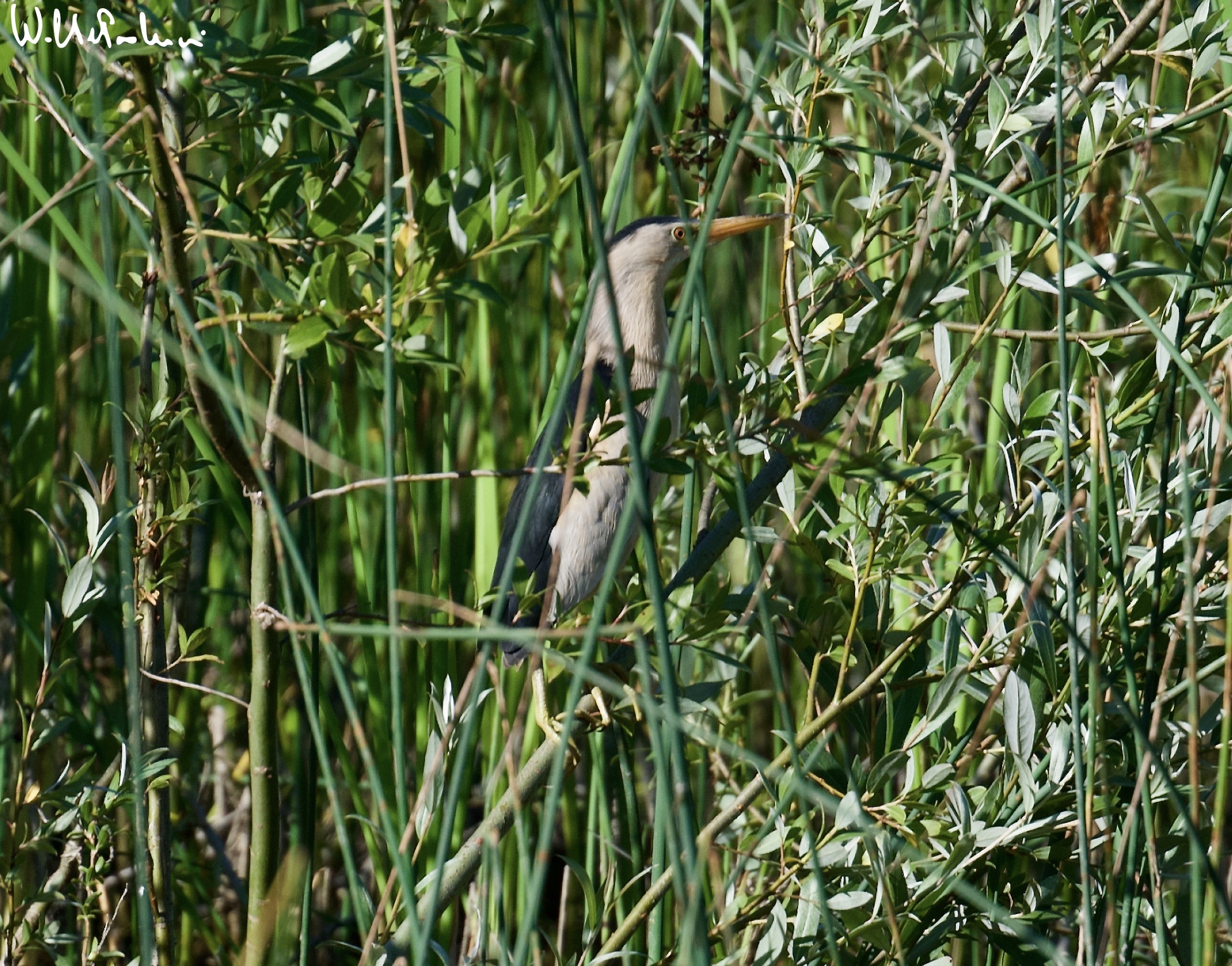 Male bittern 2