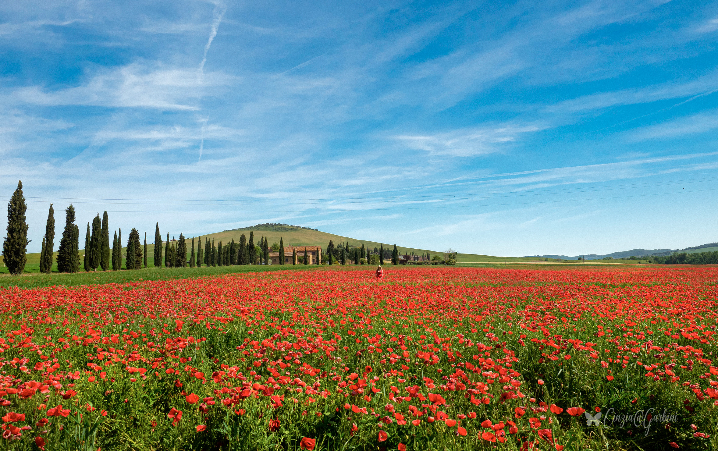 lo sai che i papaveri son alti alti...