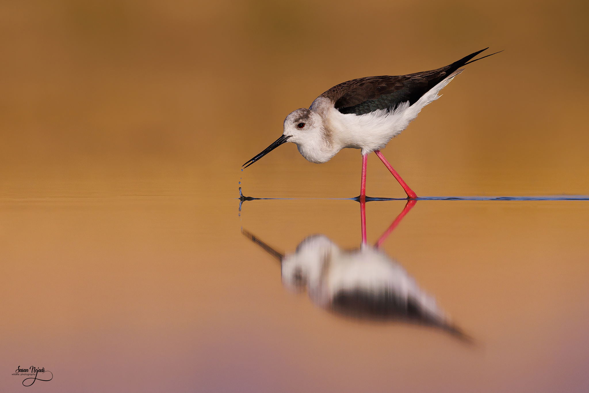 Black-winged Stilt