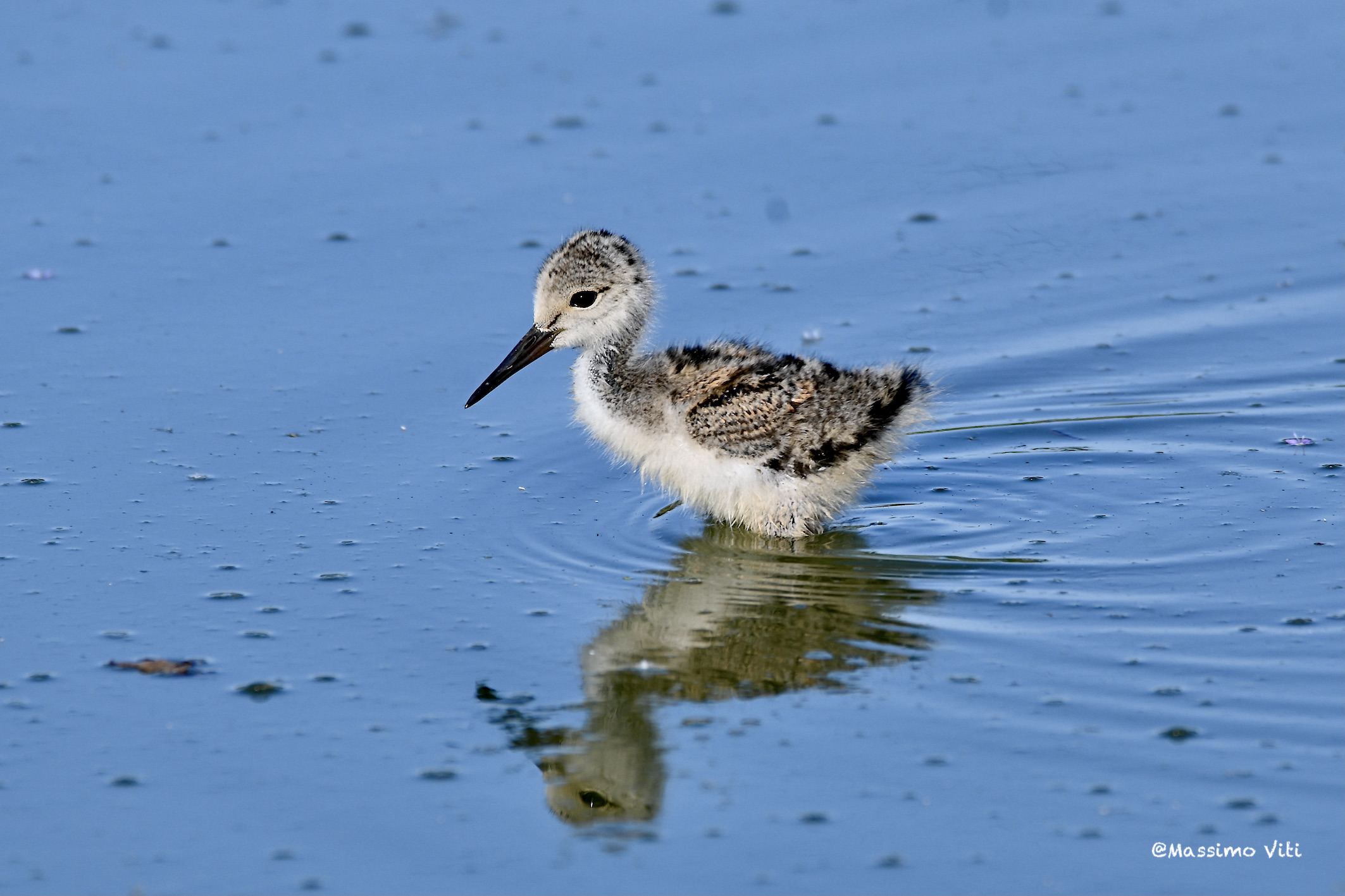 Pulcino di Cavaliere d'Italia