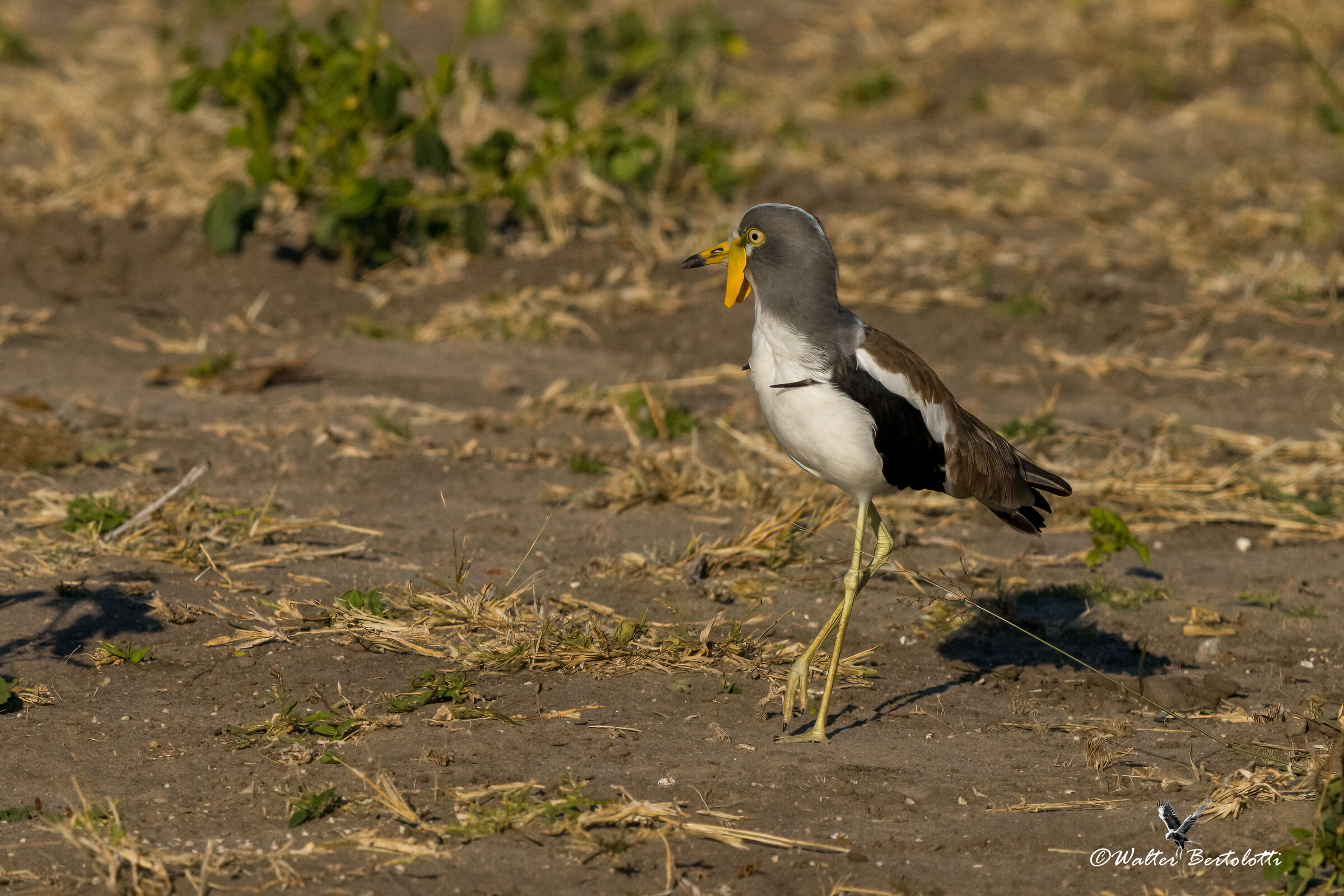 psvoncella coronata white