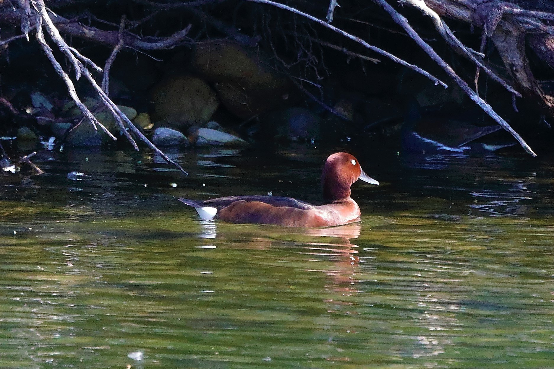 moretta tabaccata 12-05-2022