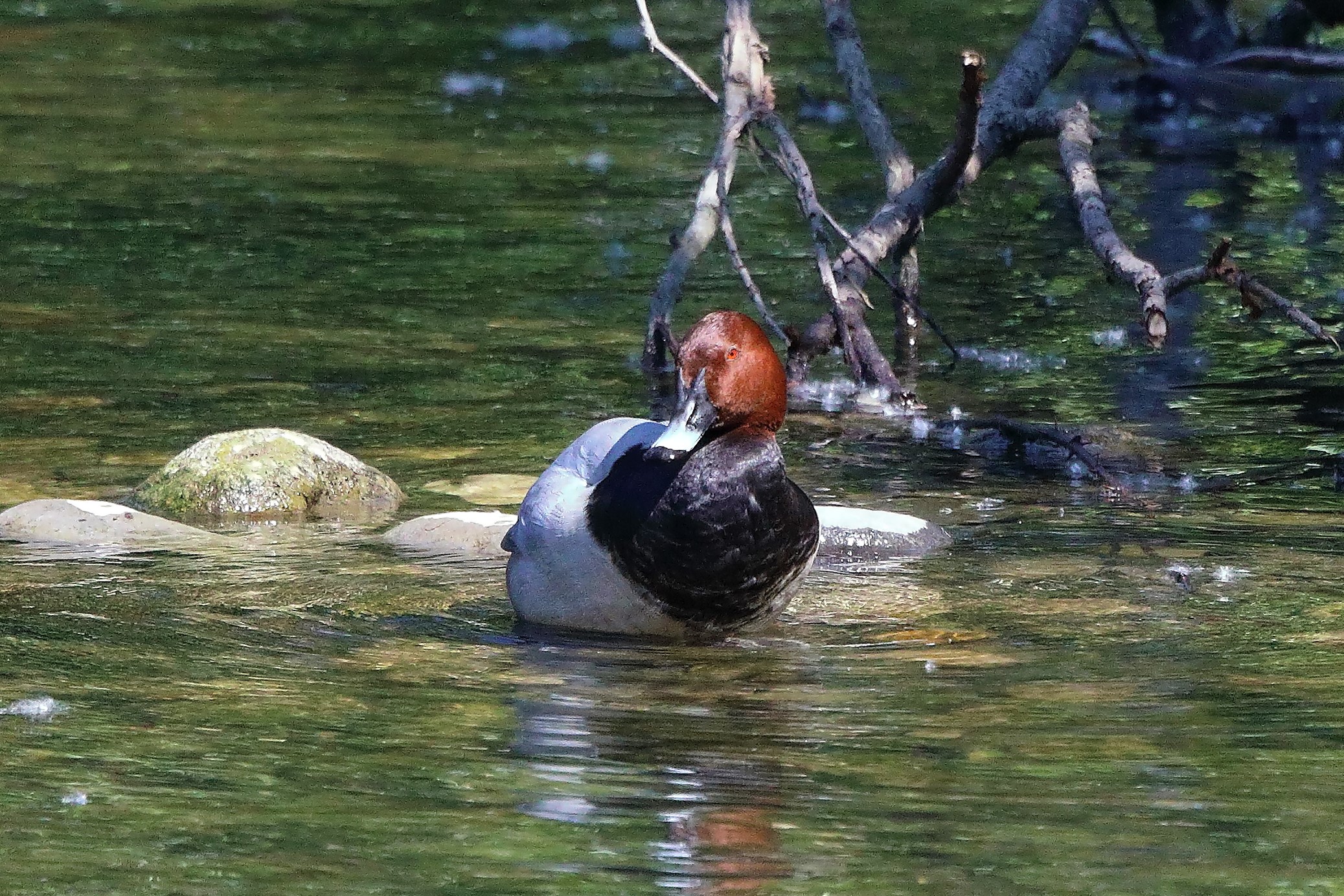 moriglione 12-05-2022