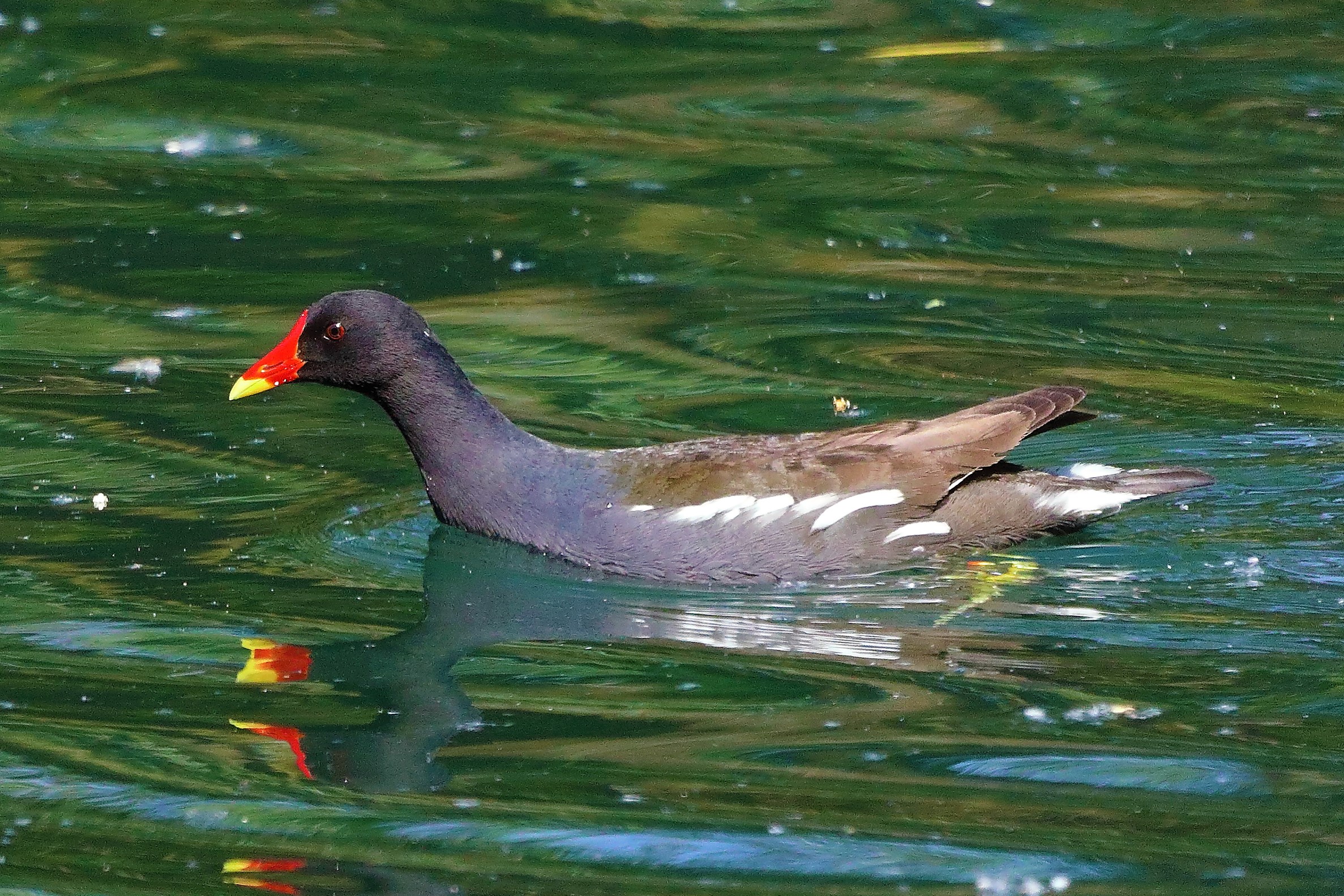 gallinella 12-05-2022