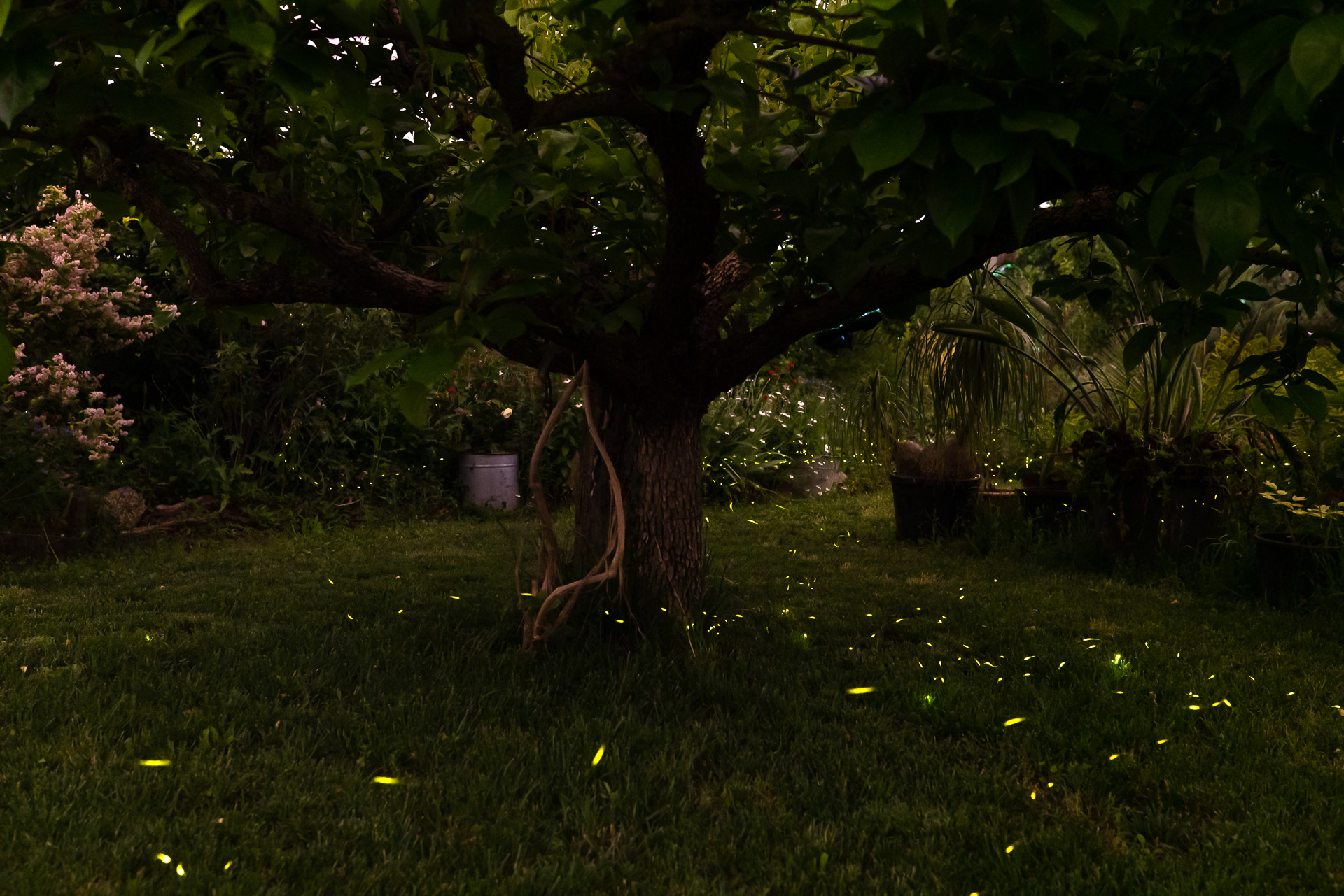 Magia in giardino