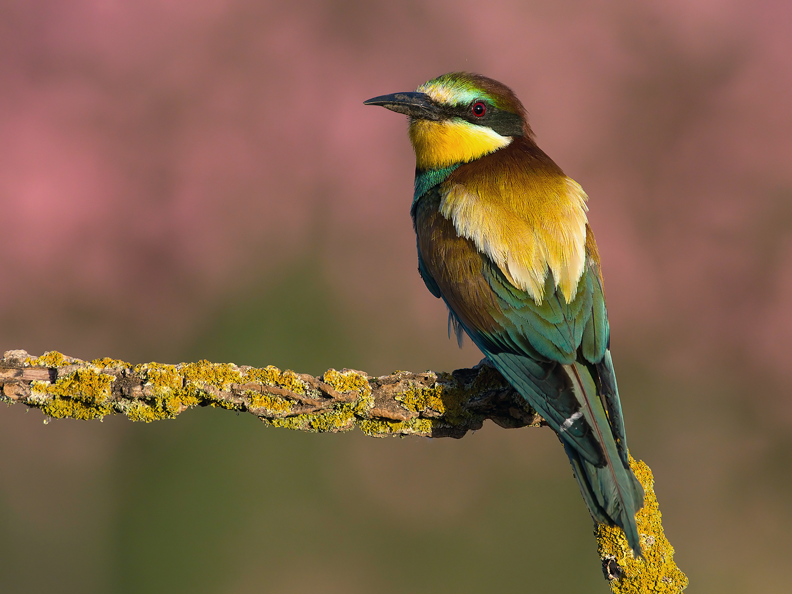 Bee-eaters (Merops apiaster) 8.