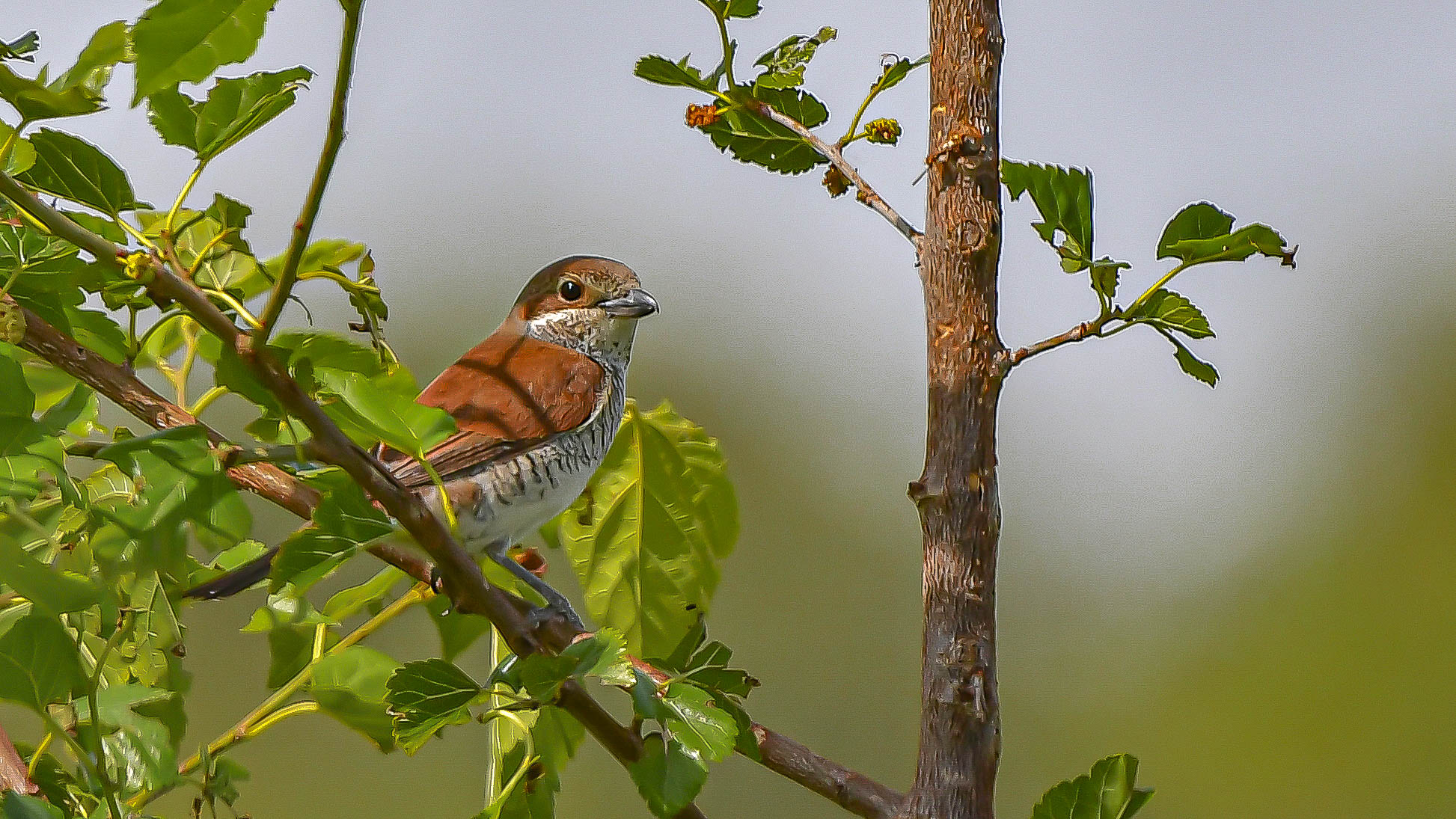 Averla piccola  ( F )