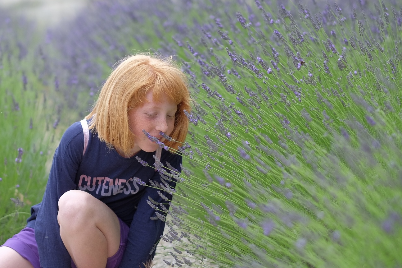 Profumo di Lavanda