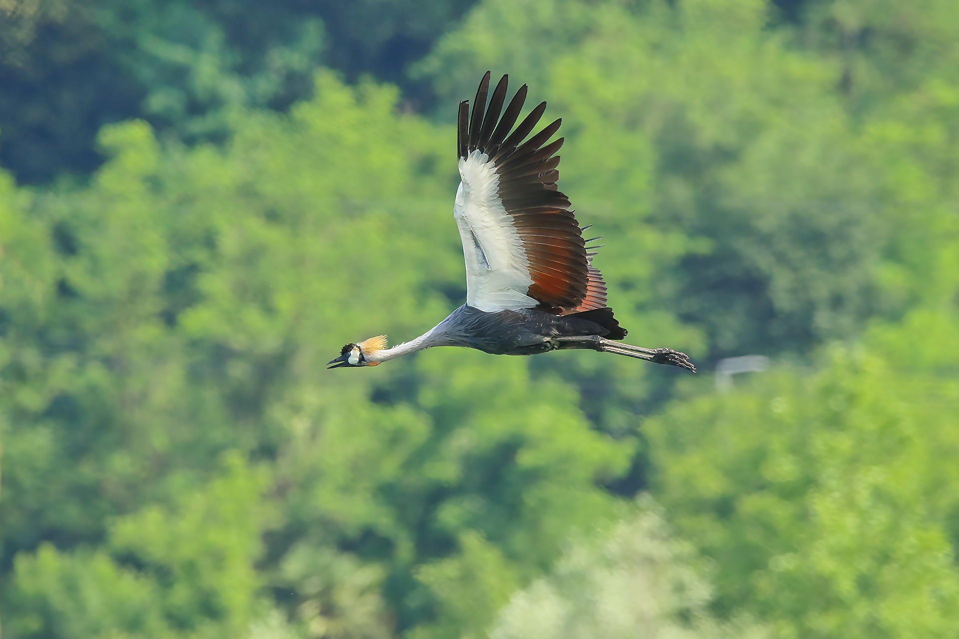 Gru coronata