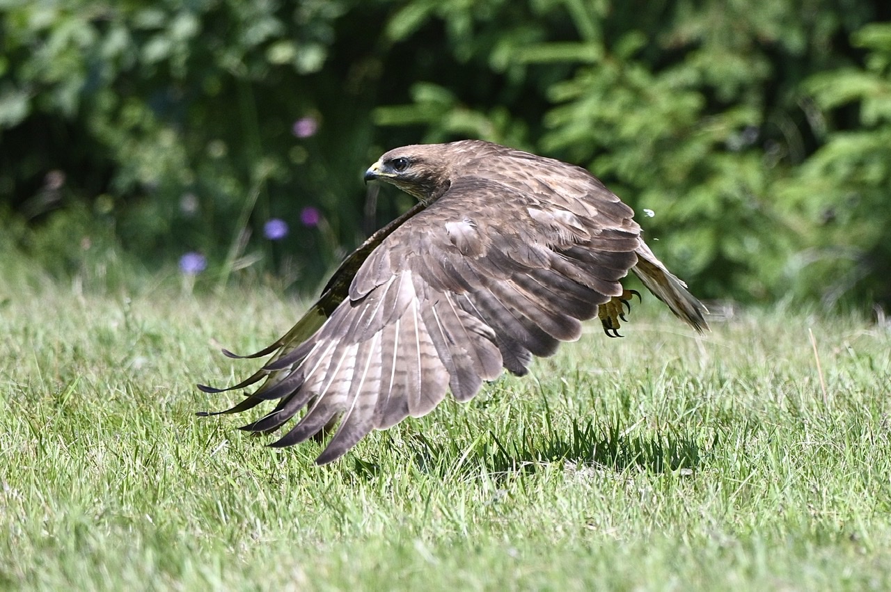 Buzzard taking off