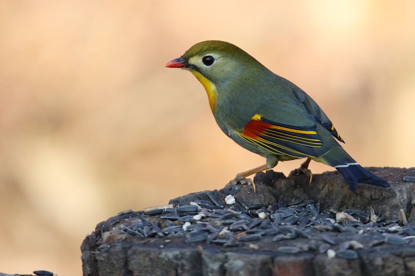Leiothrix lutea (Usignolo del Giappone)