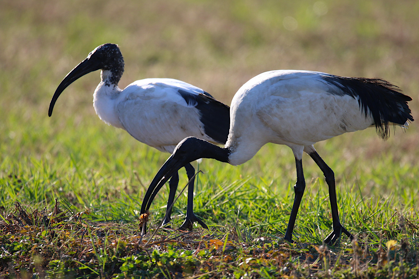 Threskiornis aethiopicus (Ibis sacro)