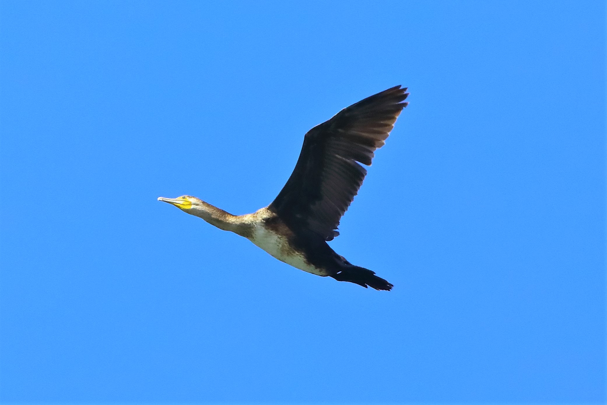 cormorano 11-05-2022
