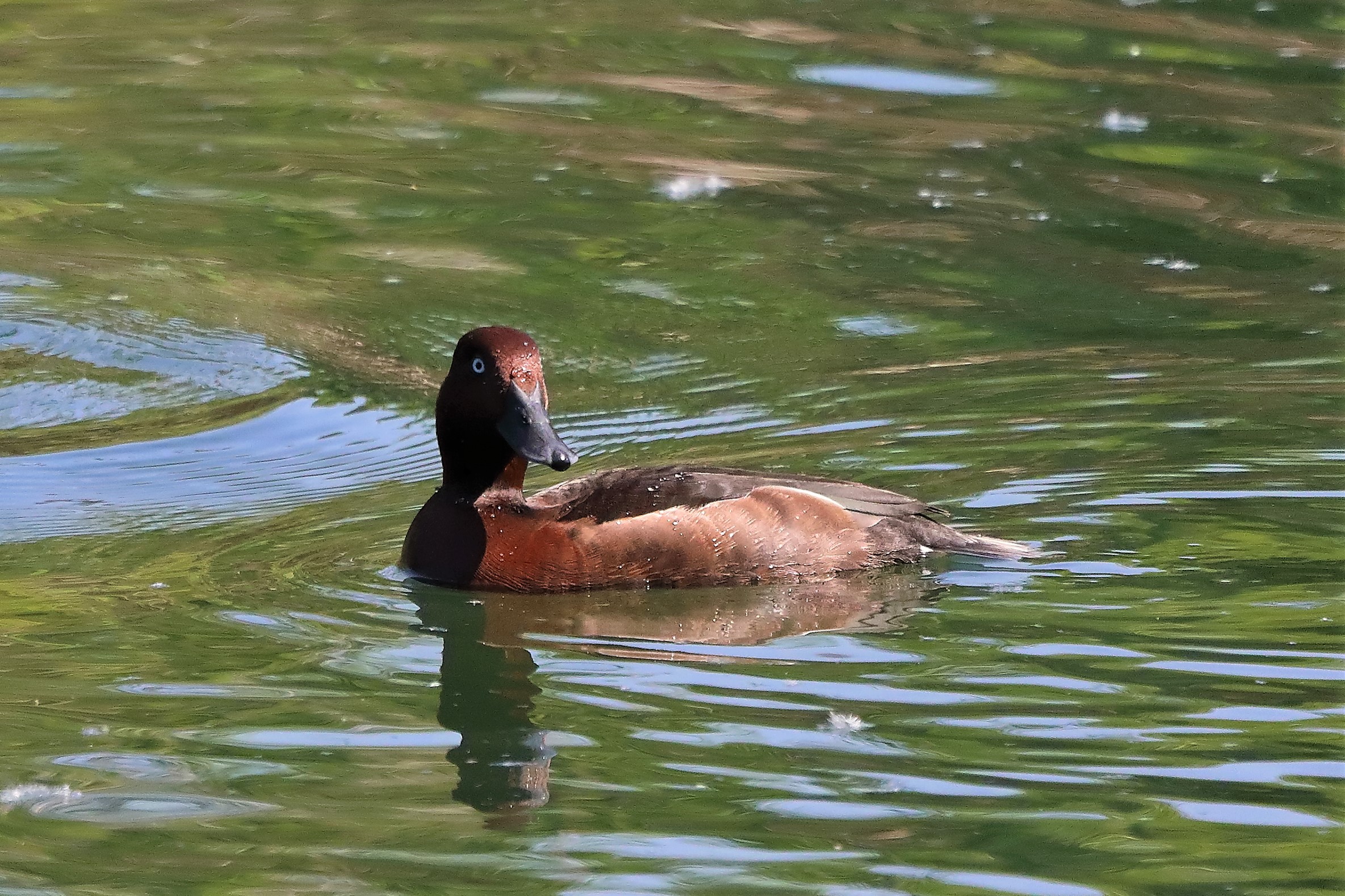 moretta tabaccata 12-05-2022