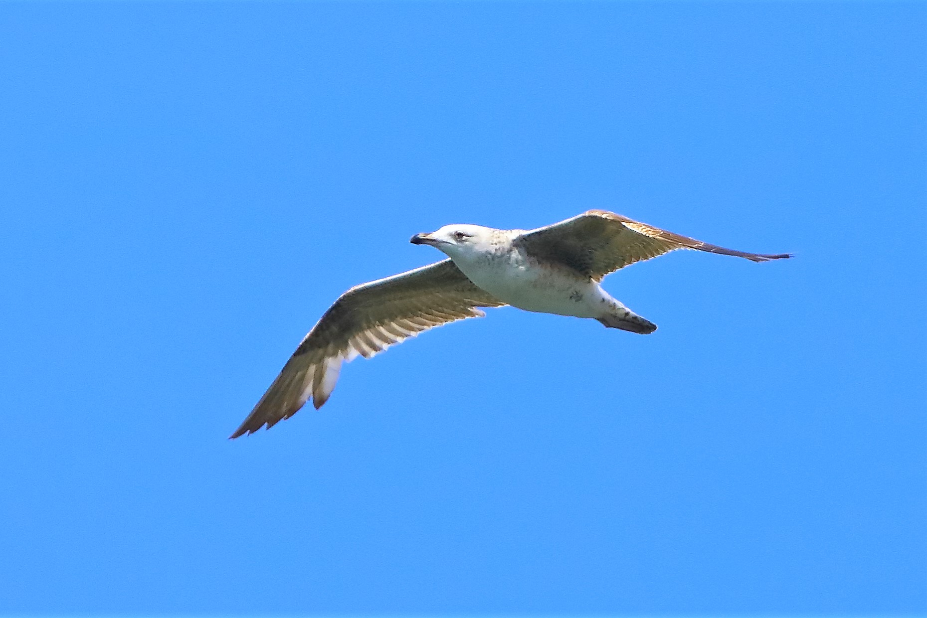 terrestrial gull 11-05-2022