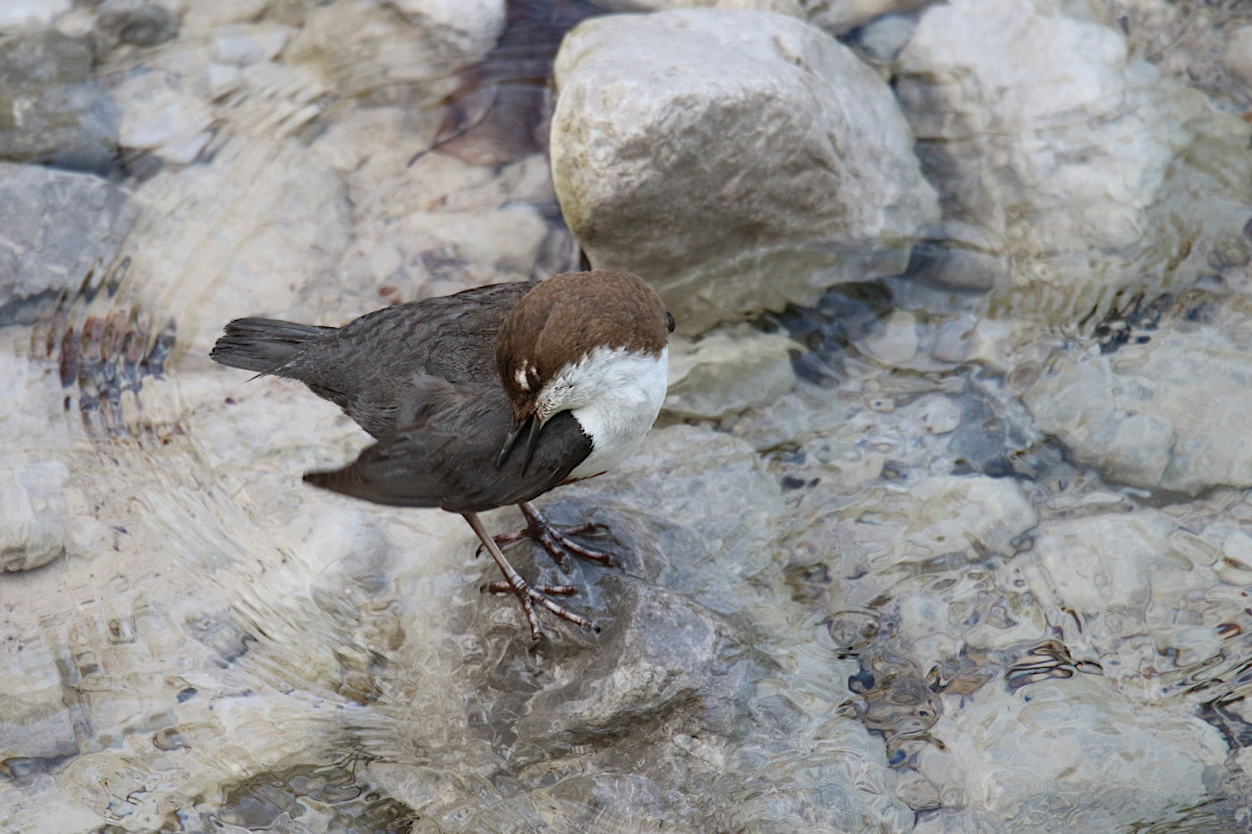 Cinclus cinclus (Merlo acquaiolo)