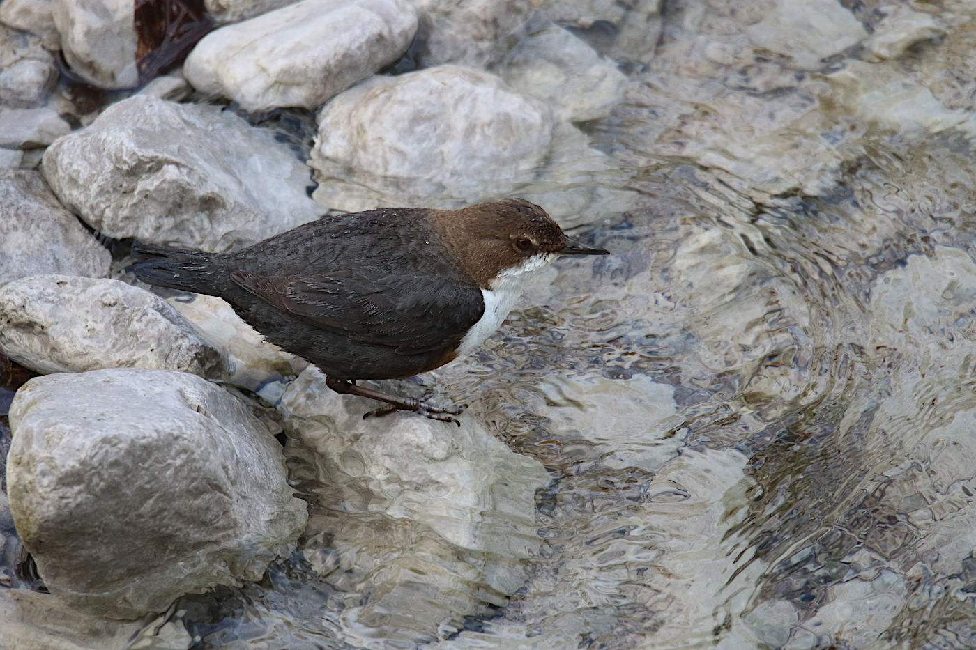 Cinclus cinclus (Merlo acquaiolo)