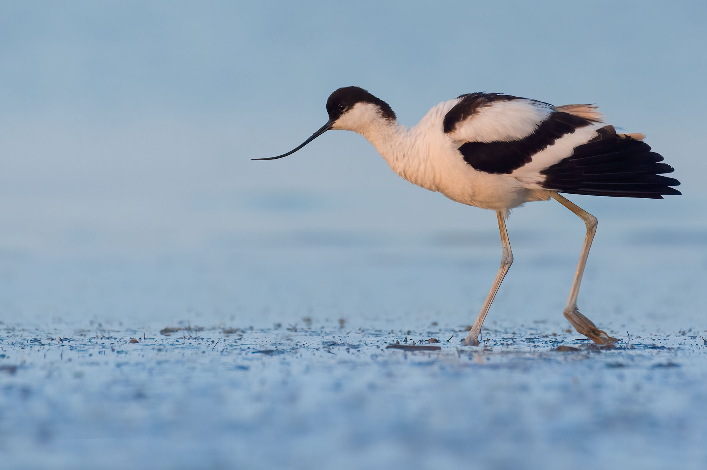 Avocet