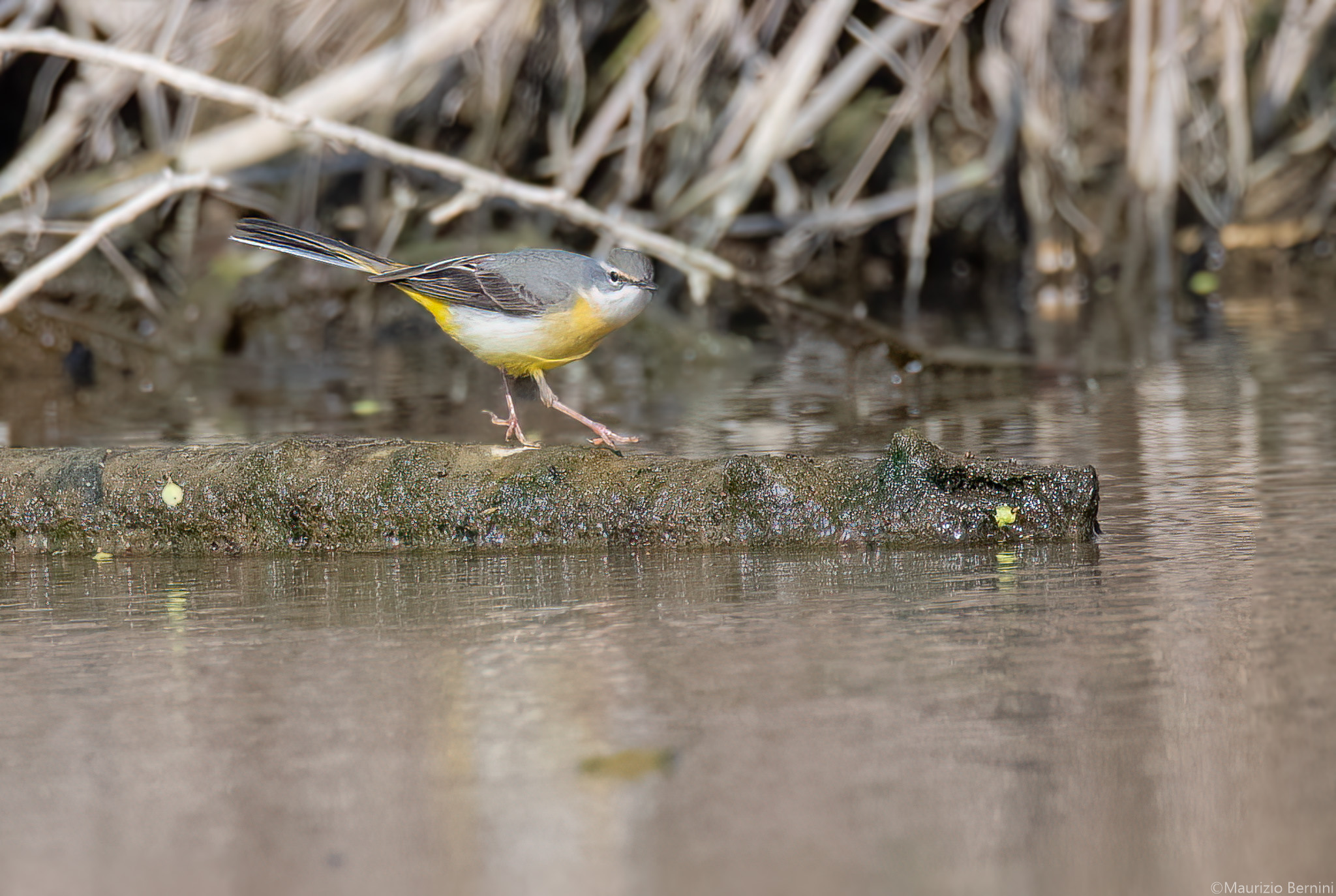 Grey wagtail