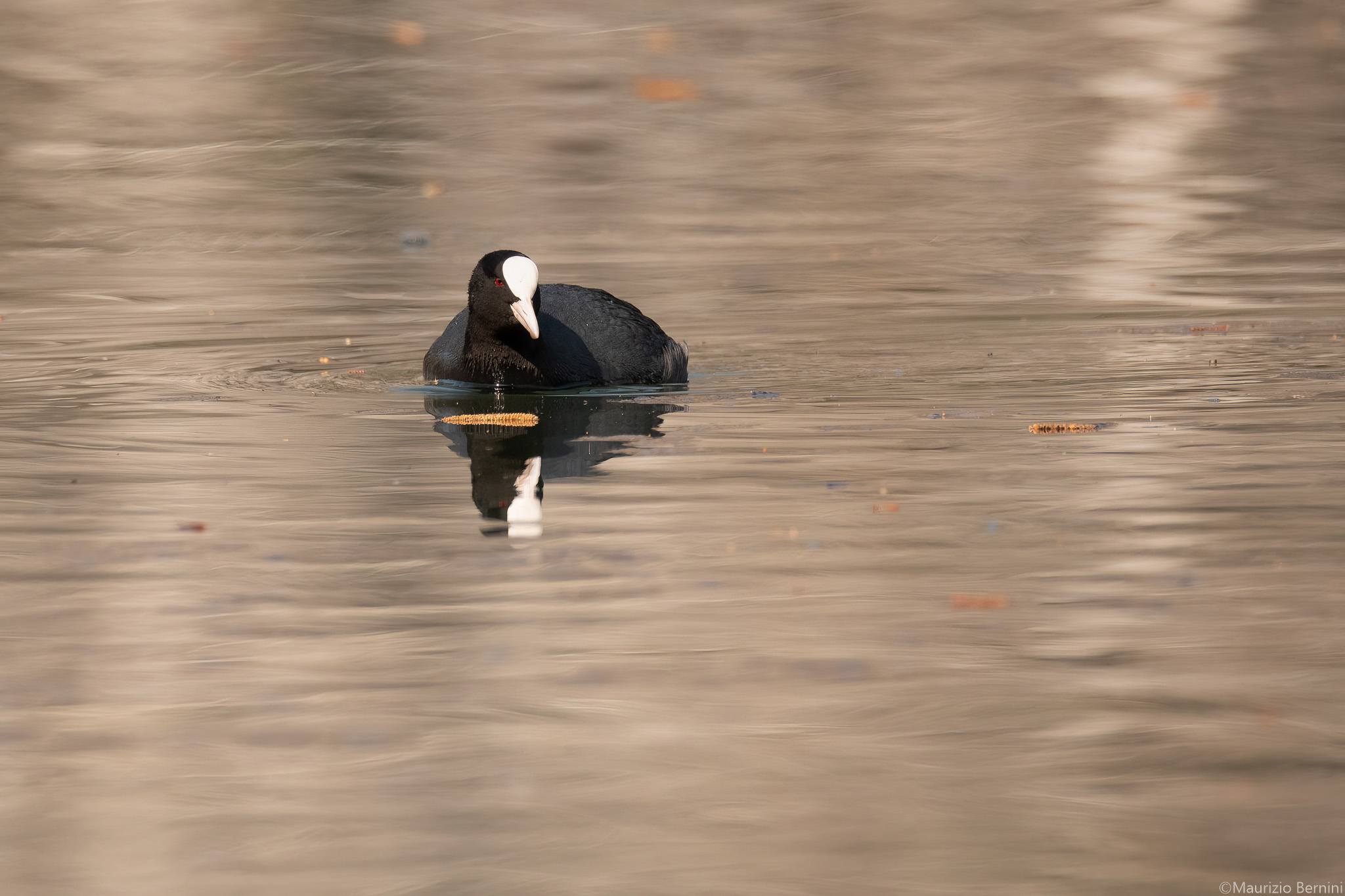Coot