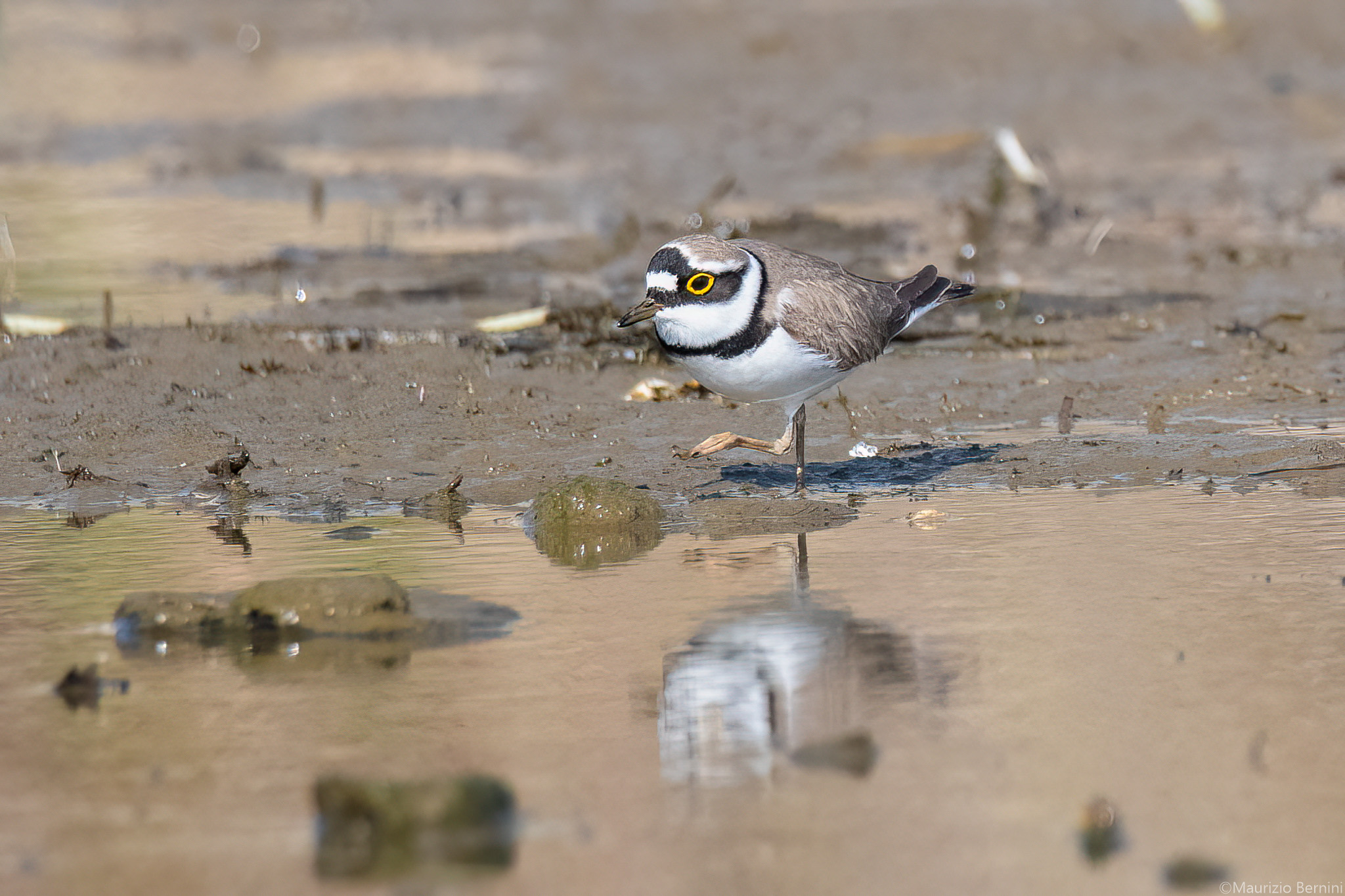 Little ringed plover