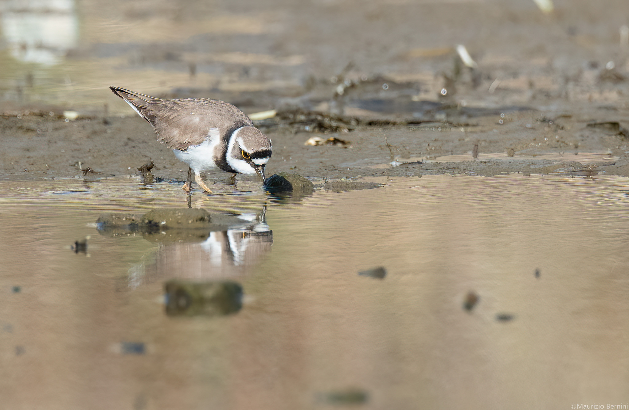 Little ringed plover